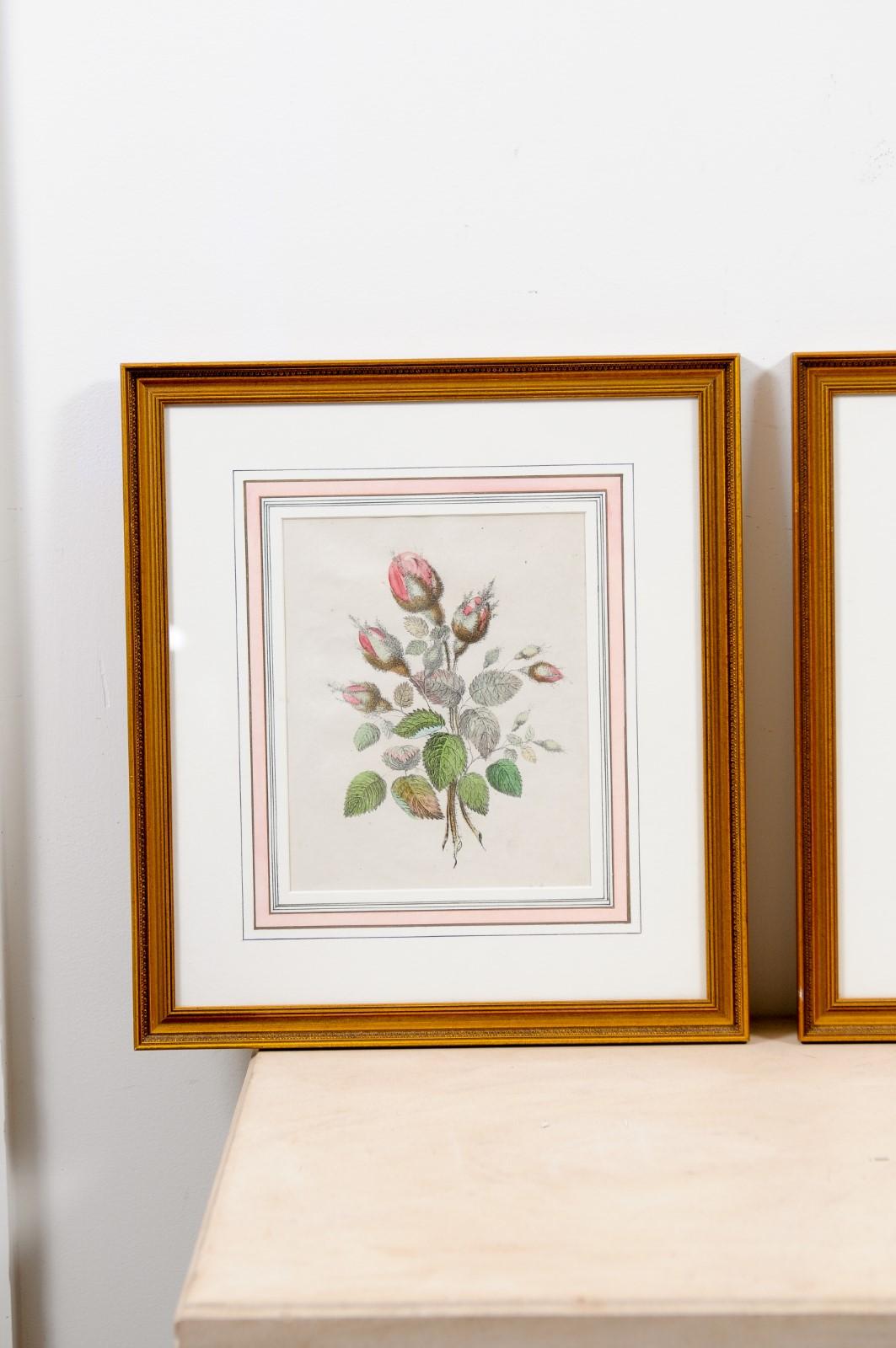 Set of Three French 19th Century Rose Prints in Carved Gilded Frames 8