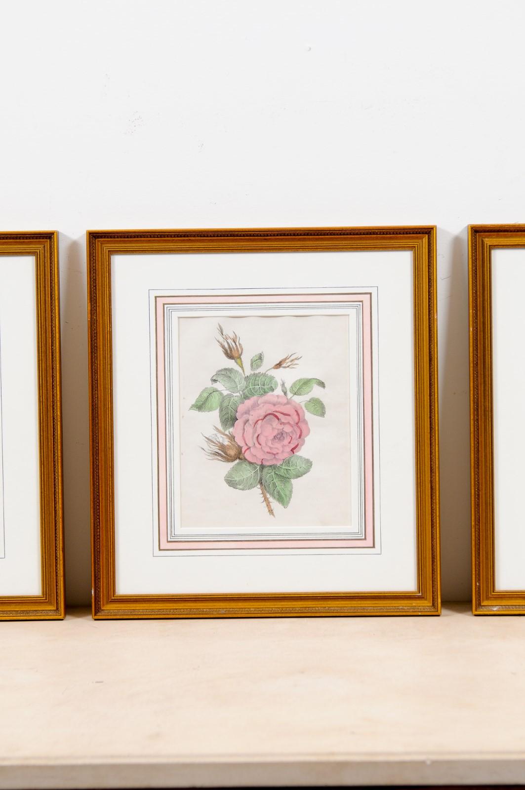 Set of Three French 19th Century Rose Prints in Carved Gilded Frames 9
