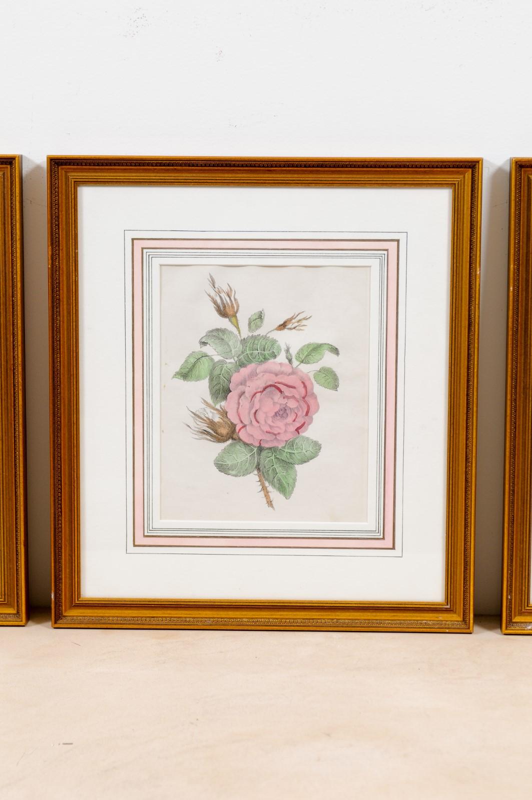 Set of Three French 19th Century Rose Prints in Carved Gilded Frames 2