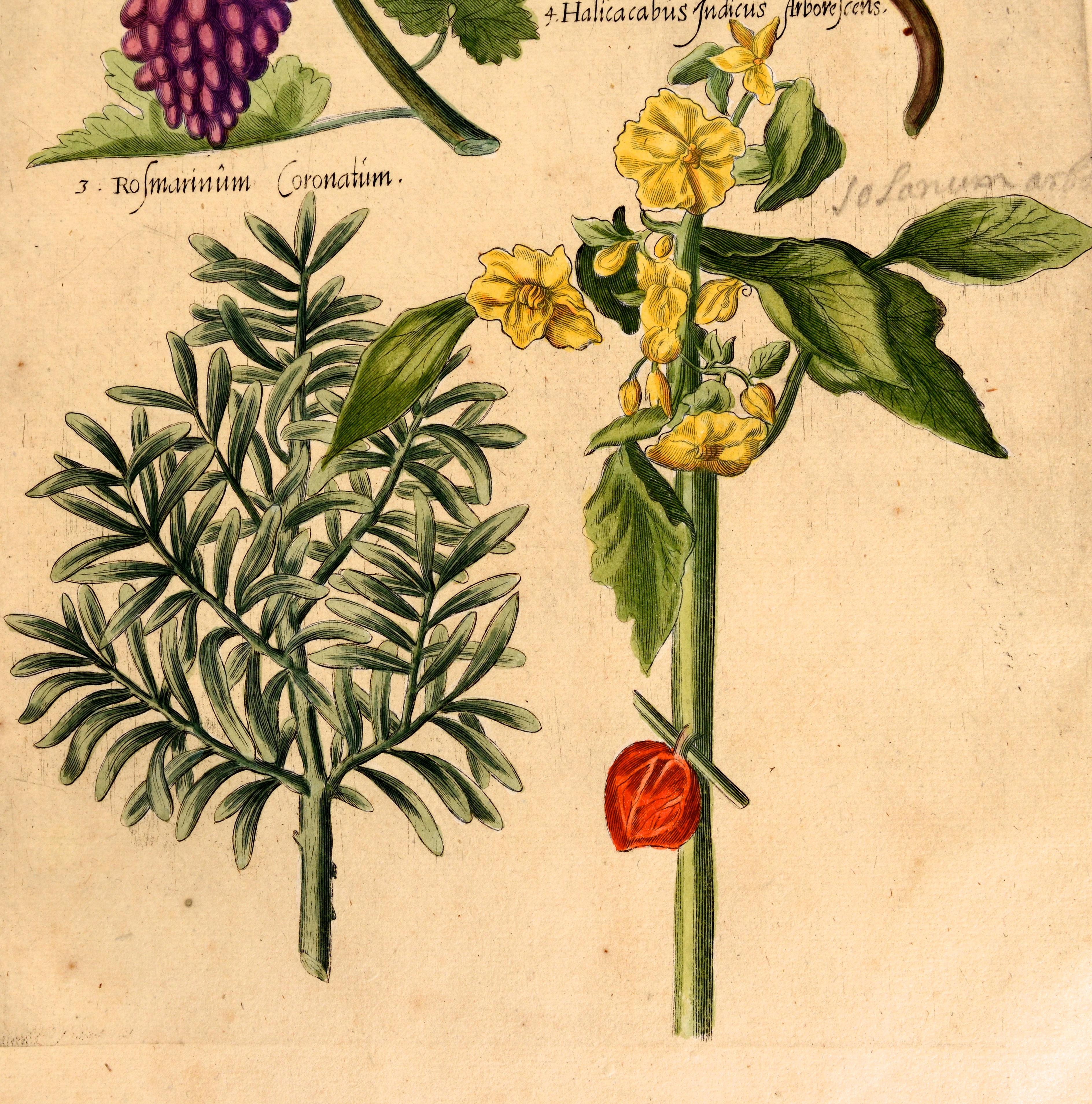 Ensemble de trois estampes florales gravées à la main sur roue en cuivre coloré par John Hill, vers 1756 en vente 3
