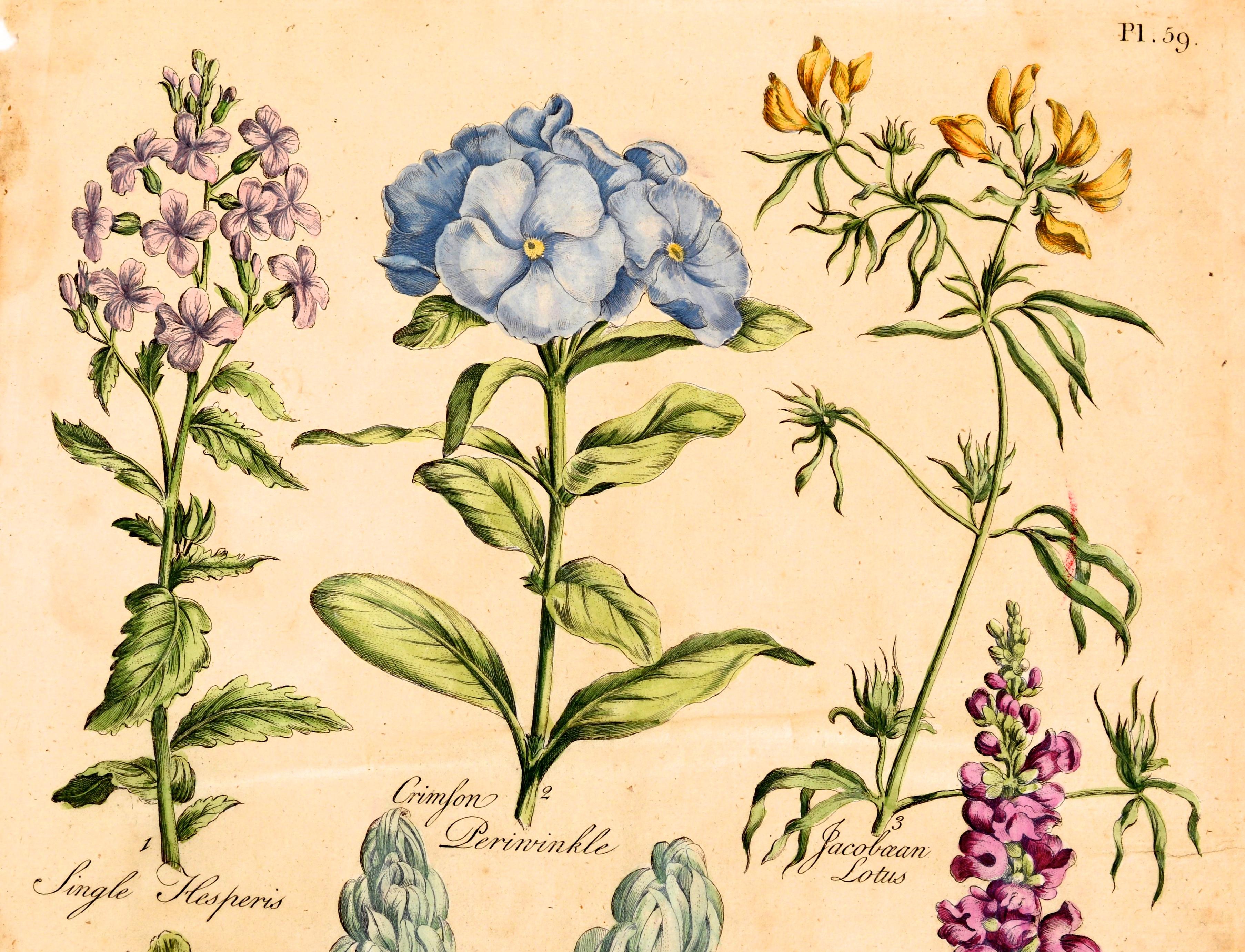 Ensemble de trois estampes florales gravées à la main sur roue en cuivre coloré par John Hill, vers 1756 en vente 8