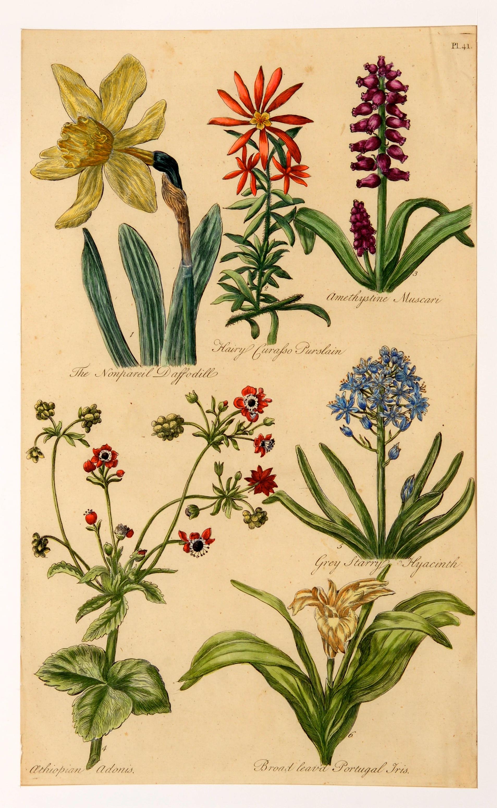 Ensemble de trois estampes florales gravées à la roue en cuivre et colorées à la main par John Hill vers 1756. Une estampe signée dans la planche, 