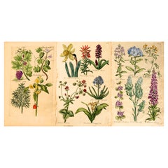 Set von drei handkolorierten, Kupferradgravuren mit Blumendrucken von John Hill mit Gravur von John Hill, um 1756