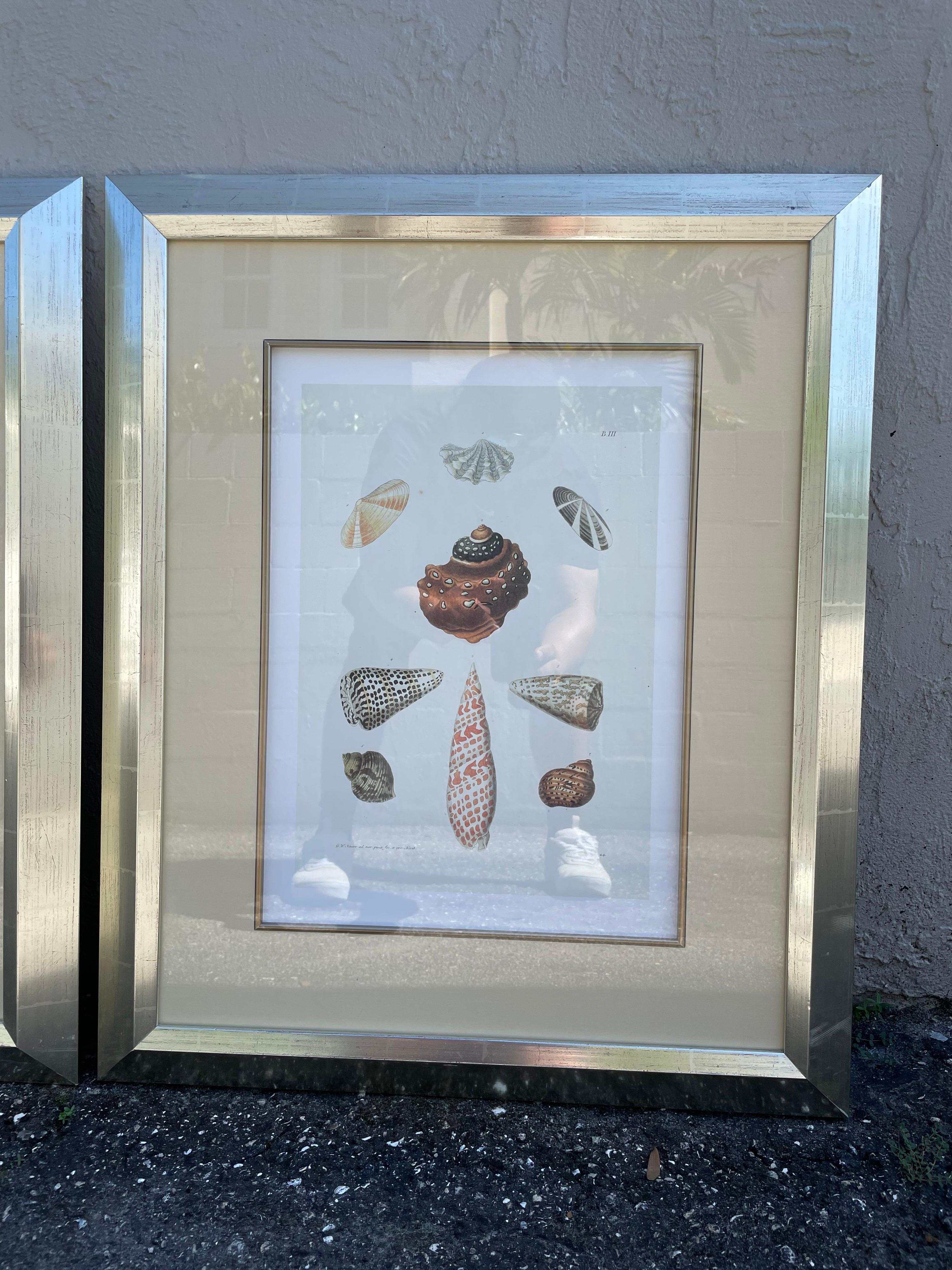 Set of three hand colored shell prints framed & Matted.