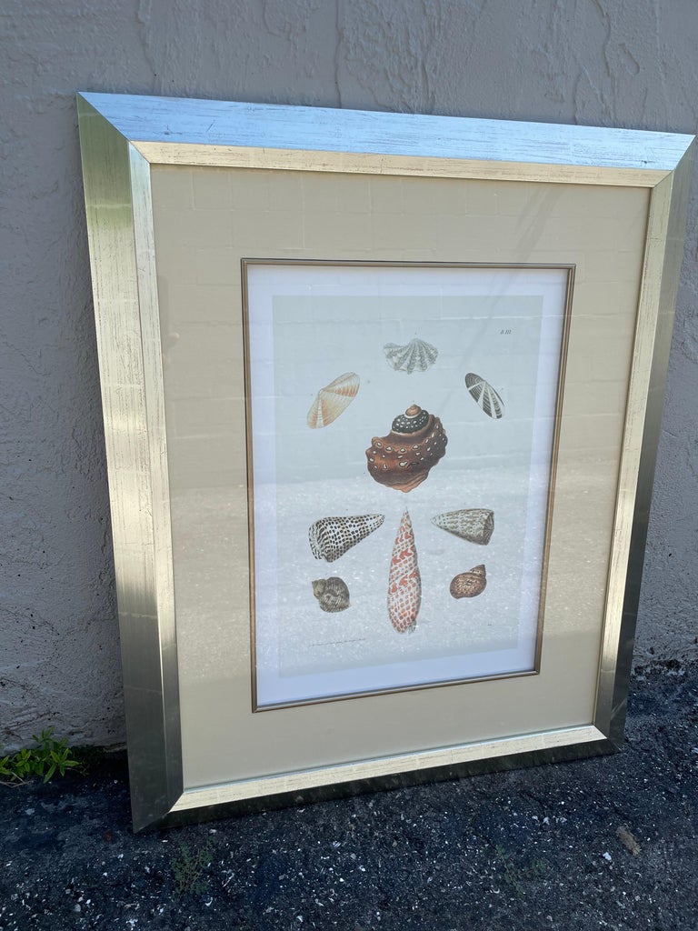 Shell Engravings Set of Three Hand Colored Shell Engravings For Sale at 1stDibs