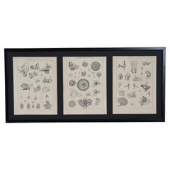 Set of Three Human Anatomy Prints