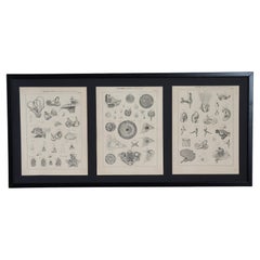 Vintage Set of Three Human Anatomy Prints