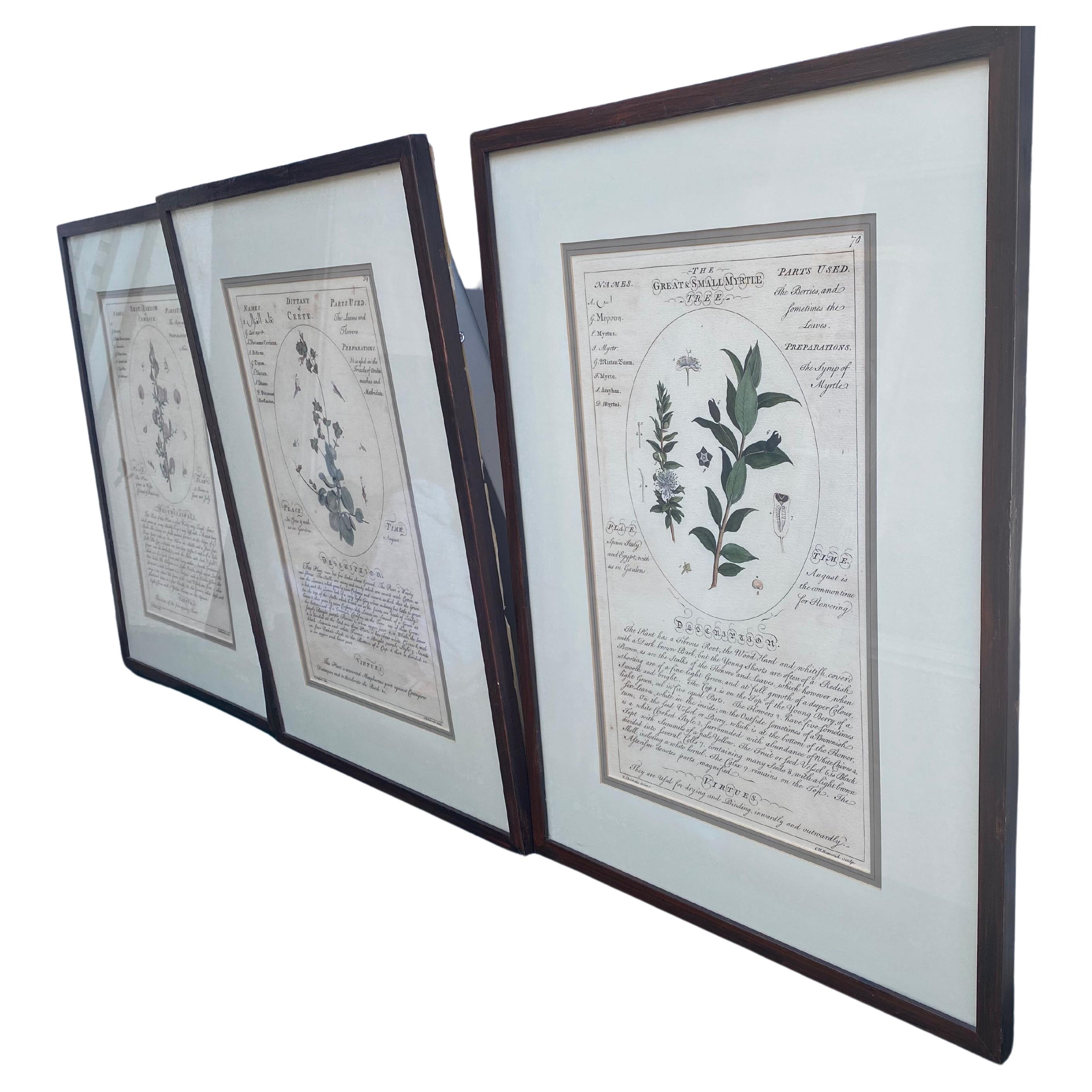 

Trio of fine mounted organic botanical wall art in brown painted and lightly varnished metal frames.  
Herb names are Rest Harrow (cammock), Dittany of Crete and Myrtle.  Descriptions are written in the matter of botanical reference literature.