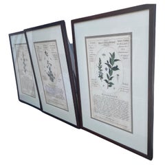 Set of Three Large Botanicals in Lovely Frames
