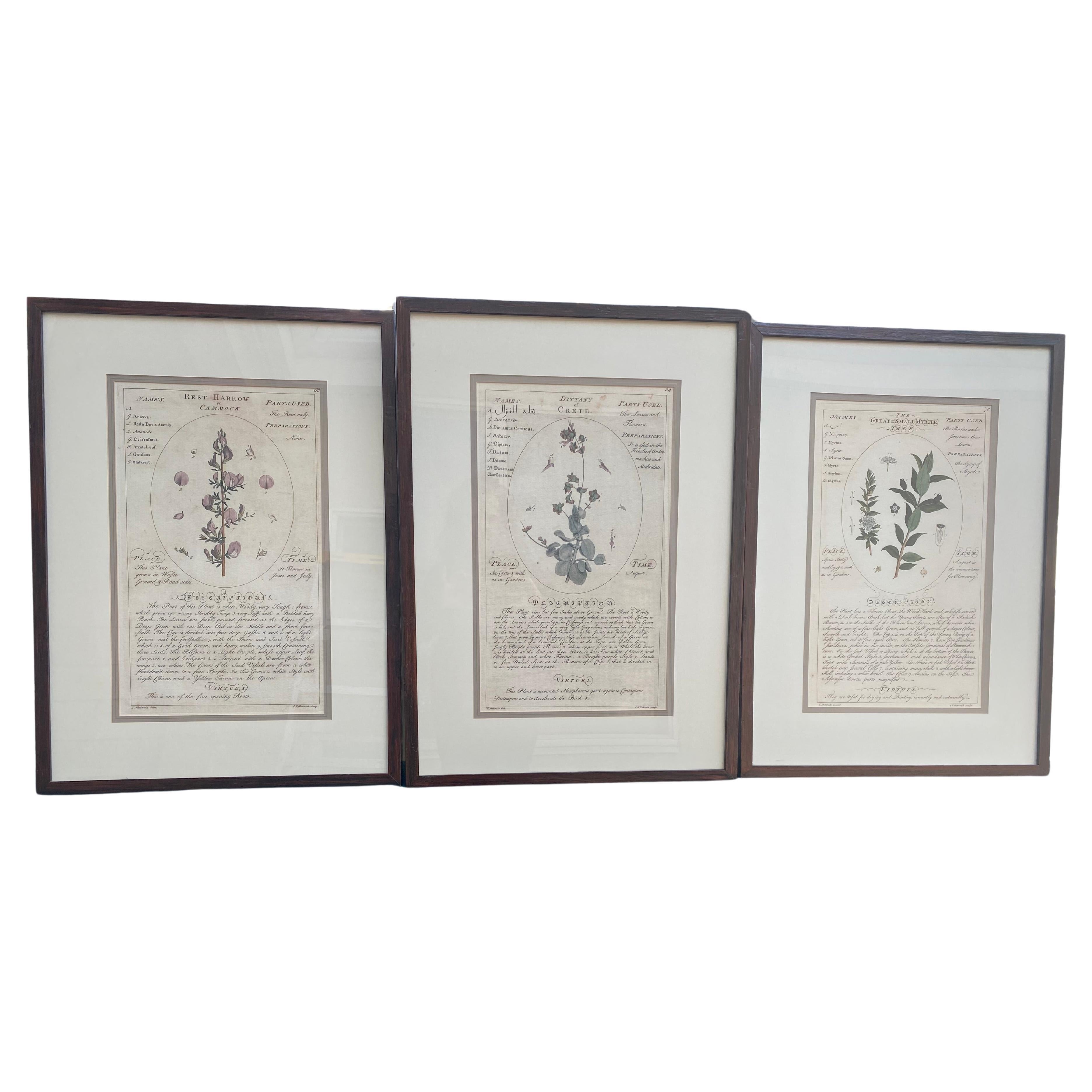 Set of Three Large Botanicals in Lovely Frames For Sale