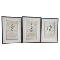 Vintage Set of Three Large Botanicals in Lovely Frames