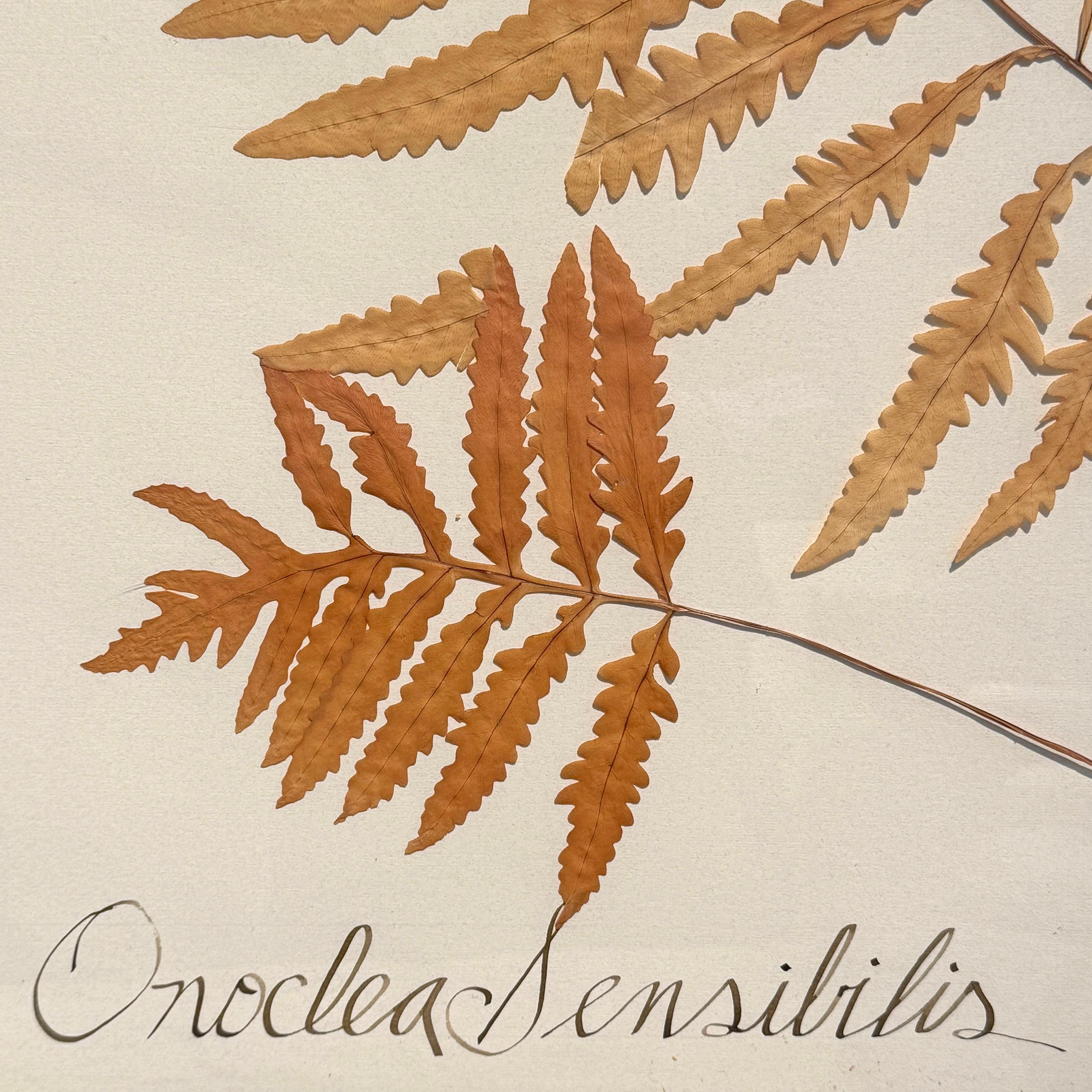 Set of Three Large-Scale Framed Botanical Specimens in vendita 3