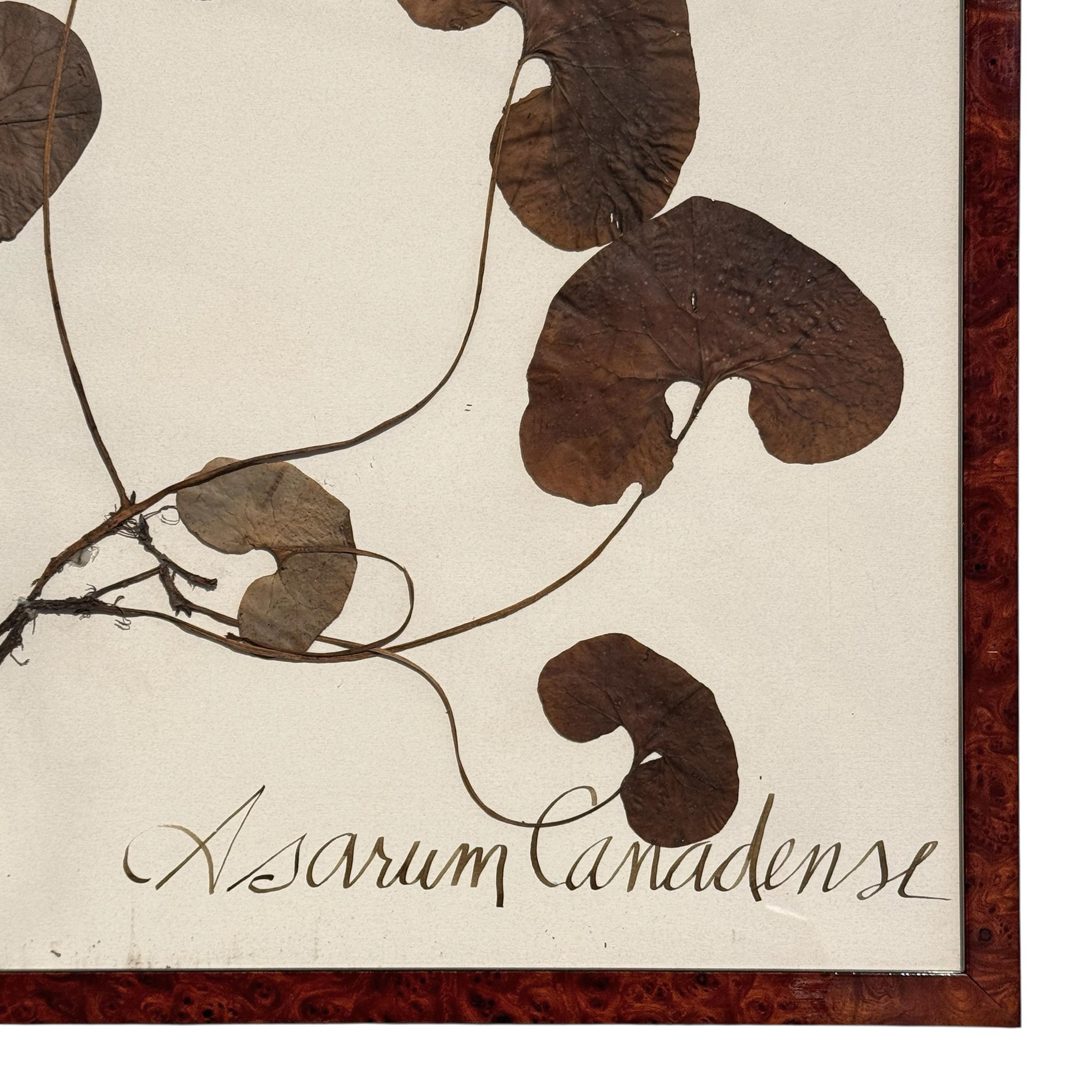 Set of Three Large-Scale Framed Botanical Specimens in vendita 5