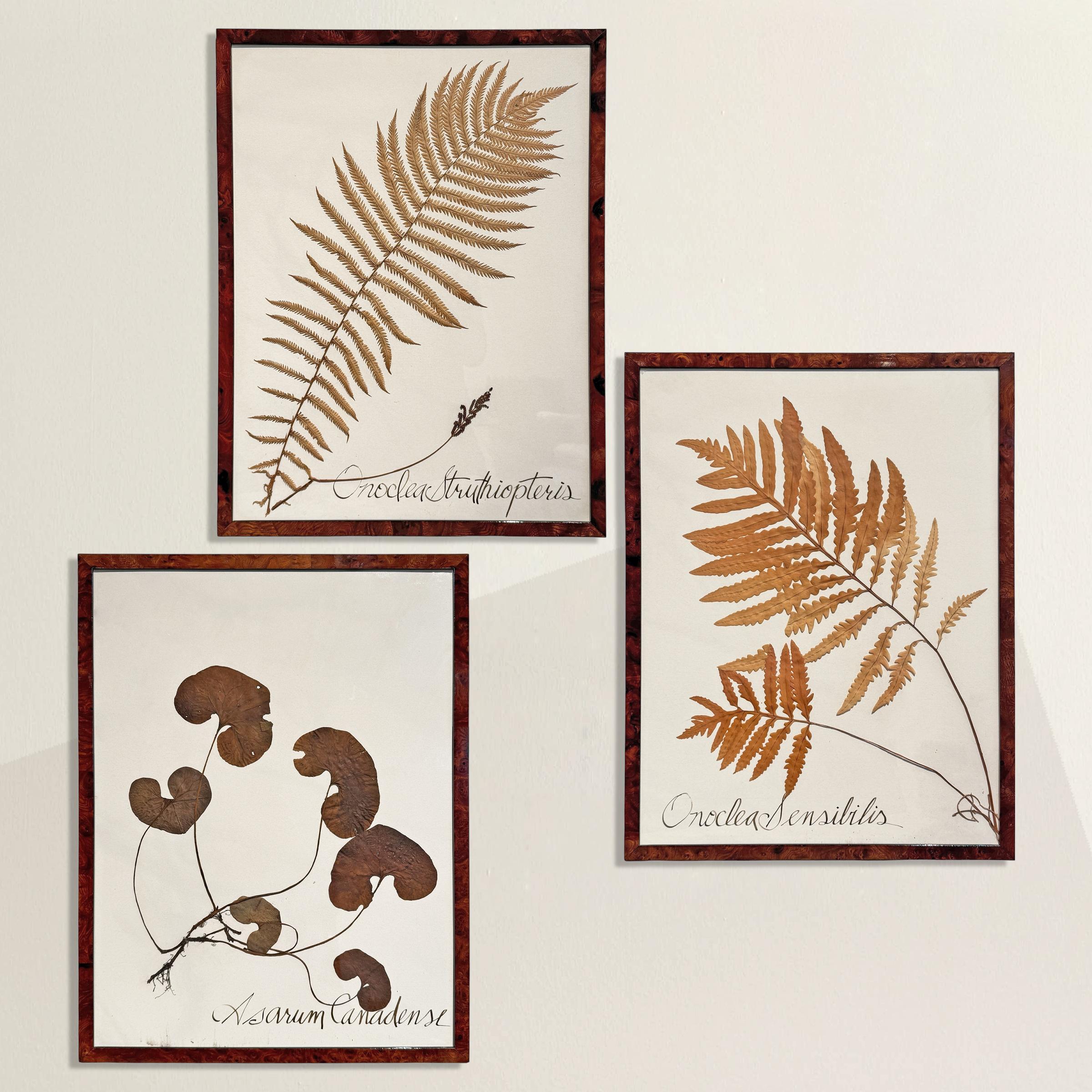 A striking tribute to the art of botanical collecting, this set of three large-scale framed specimens captures nature at its most graphic and refined. Each plant—an Ostrich Fern, a Bead Fern, and Canadian Wild Ginger—has been carefully dried,