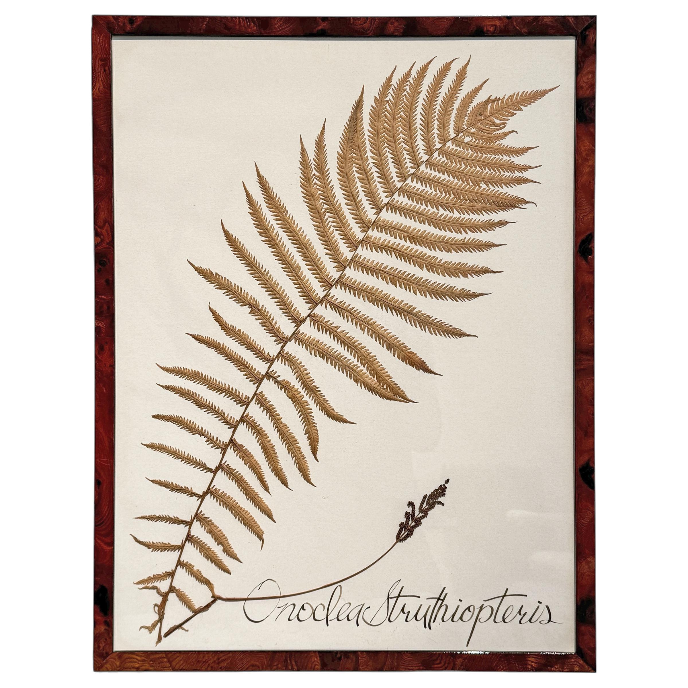 Moderno Set of Three Large-Scale Framed Botanical Specimens in vendita