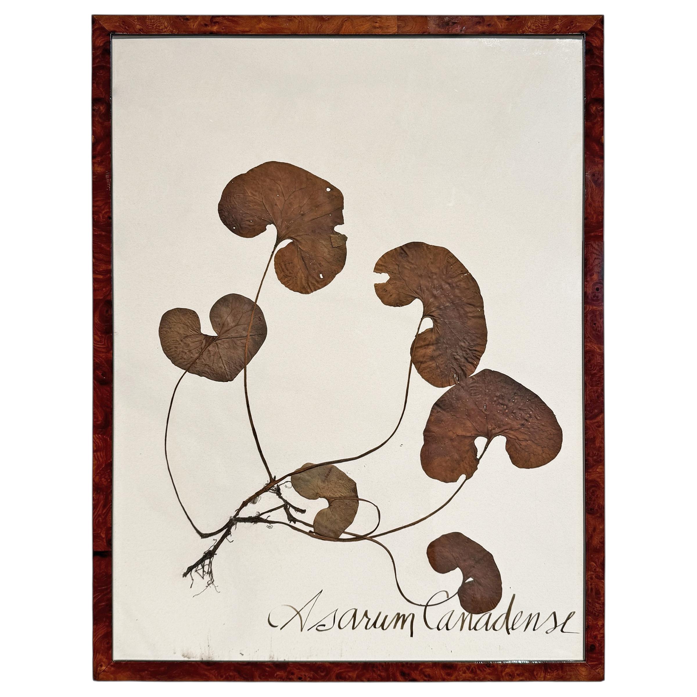 Americano Set of Three Large-Scale Framed Botanical Specimens in vendita