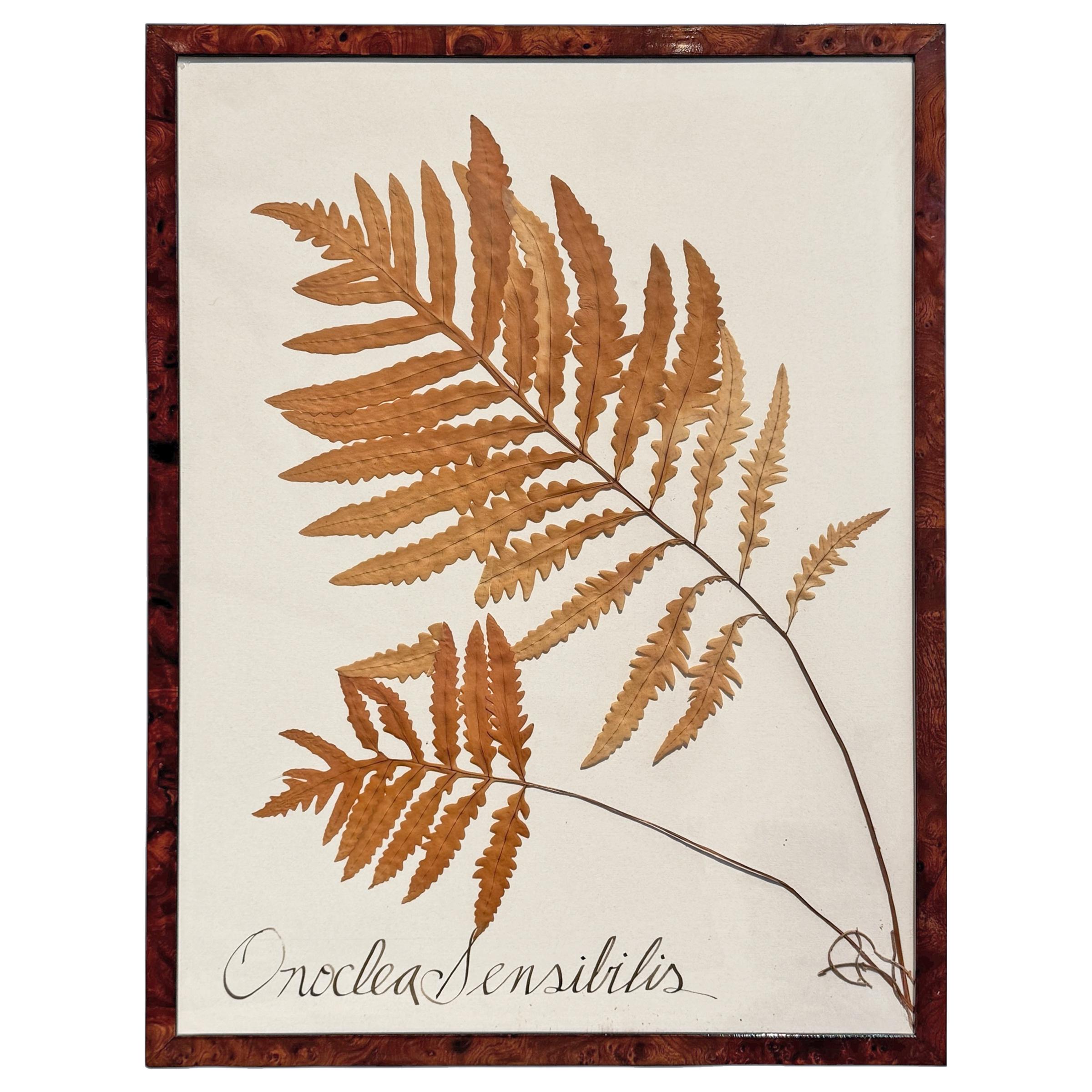 Set of Three Large-Scale Framed Botanical Specimens In condizioni buone in vendita a Chicago, IL