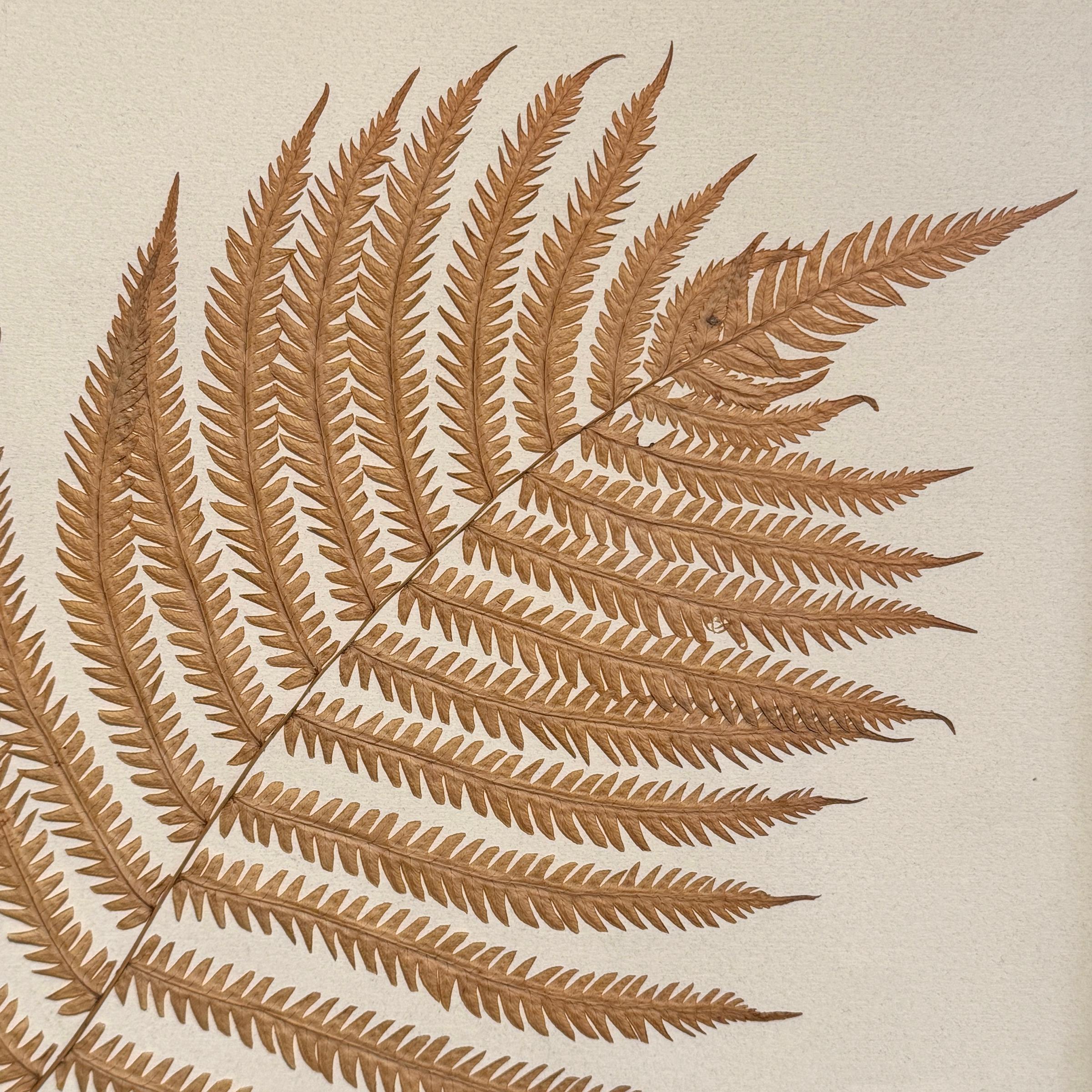 XXI secolo e contemporaneo Set of Three Large-Scale Framed Botanical Specimens in vendita