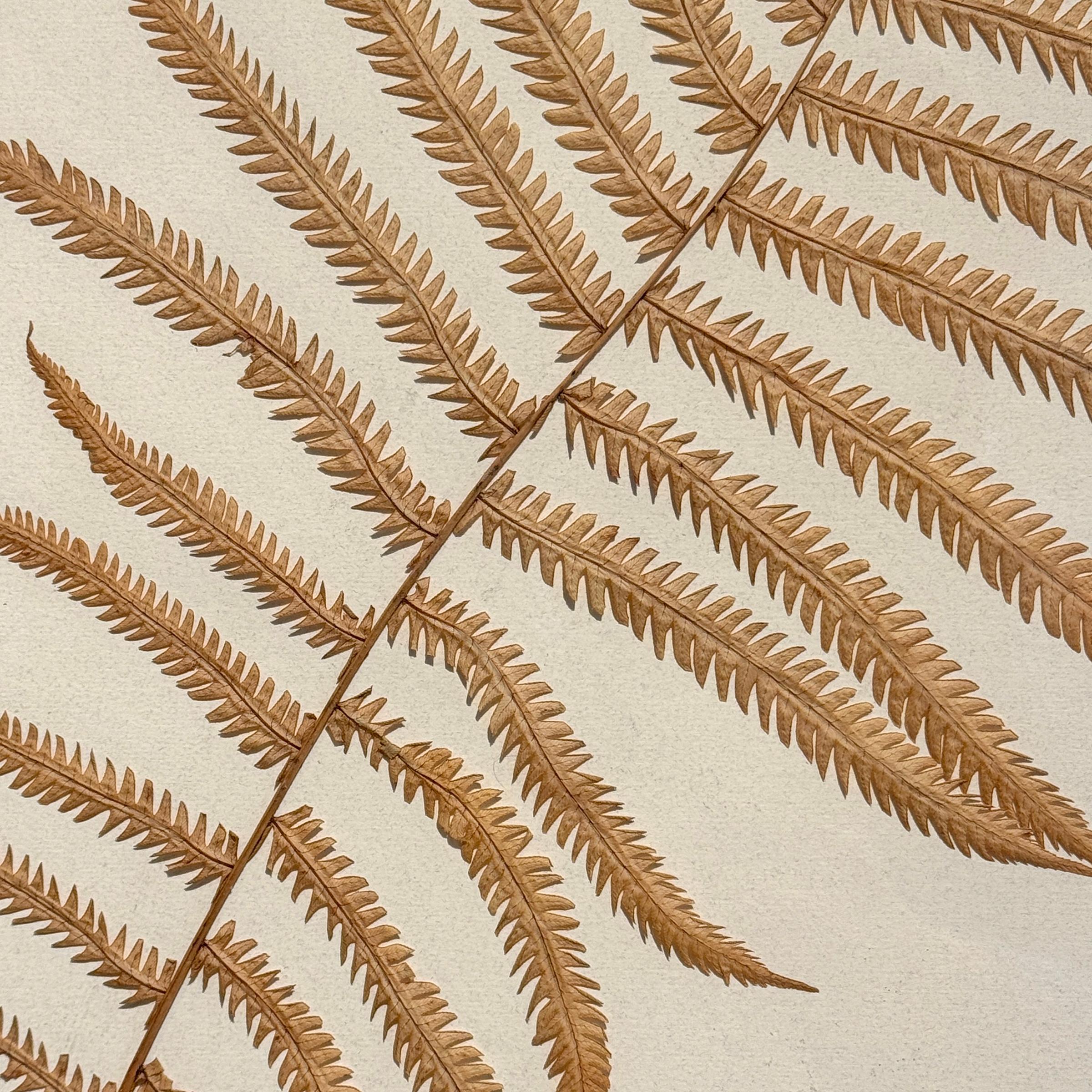 Fibra naturale Set of Three Large-Scale Framed Botanical Specimens in vendita