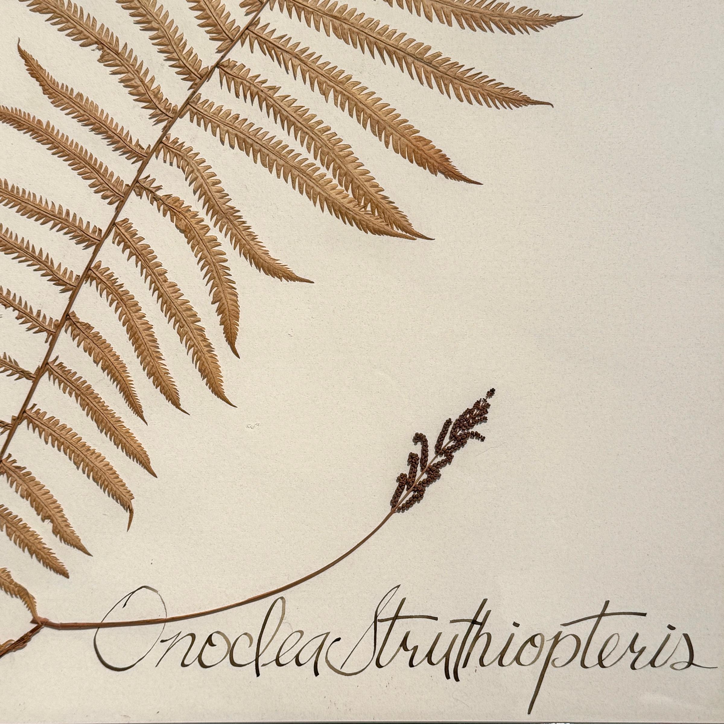 Set of Three Large-Scale Framed Botanical Specimens in vendita 1