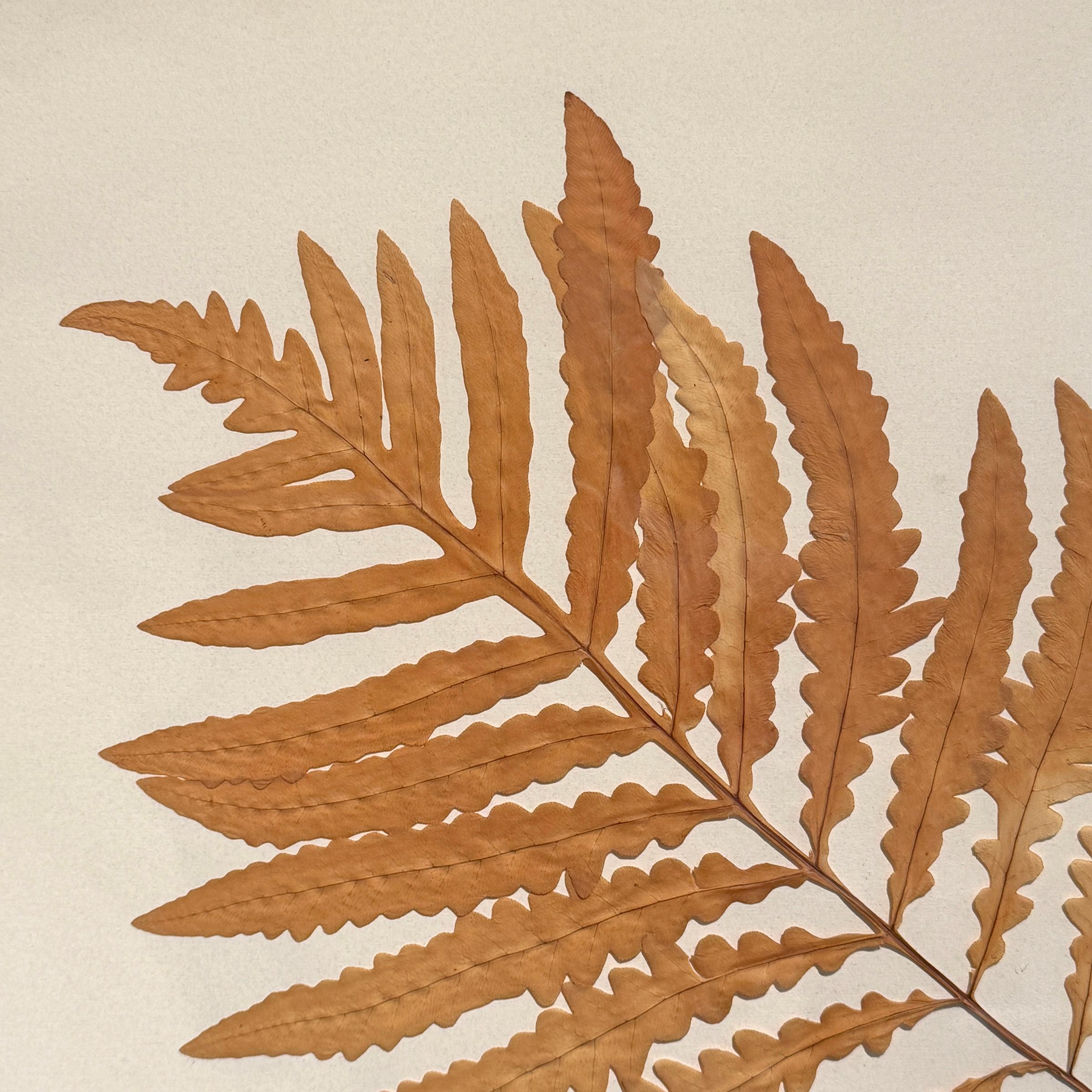 Set of Three Large-Scale Framed Botanical Specimens in vendita 2