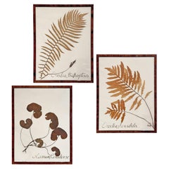 Set of Three Large-Scale Framed Botanical Specimens