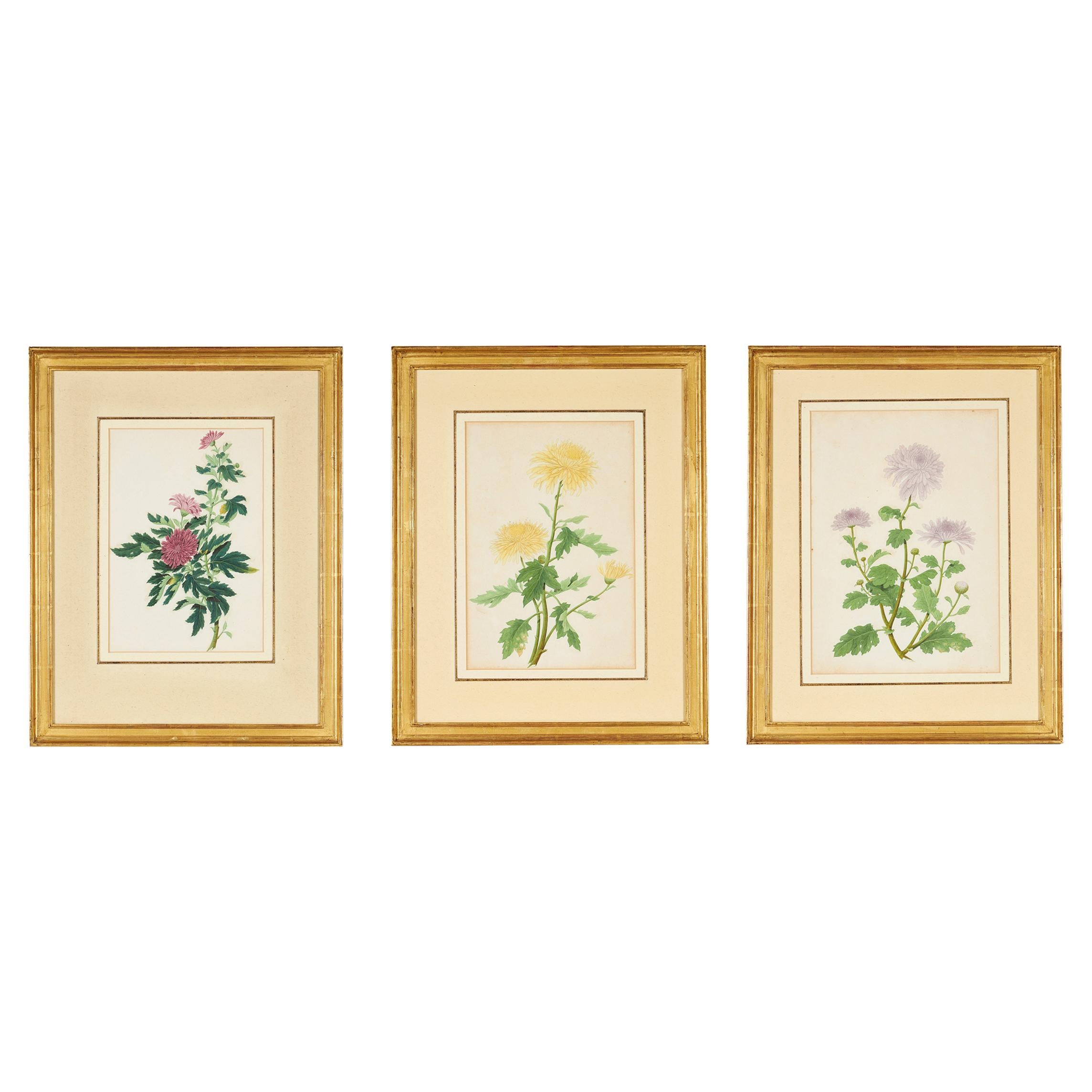 Set of Three Late 18th Century Chinese Botanical Watercolours