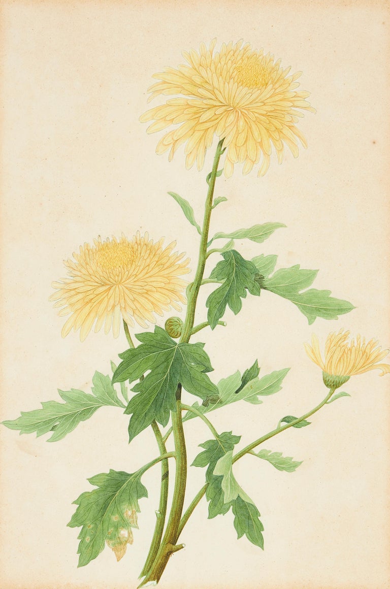 Chinese Export Set of Three Late 18th Century Chinese Botanical Watercolours For Sale