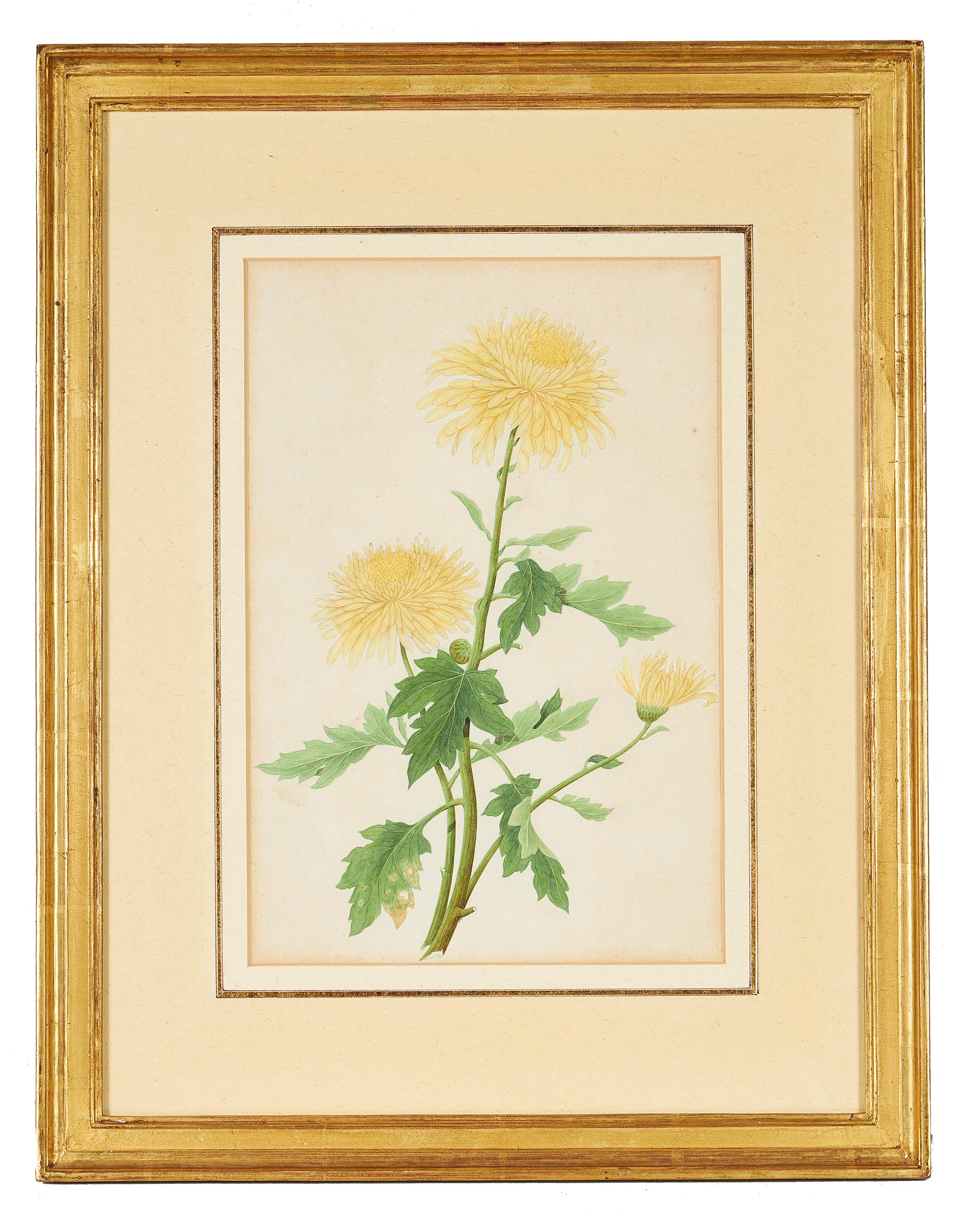 Set of Three Late 18th Century Chinese Botanical Watercolours In Good Condition In Petworth, West Sussex