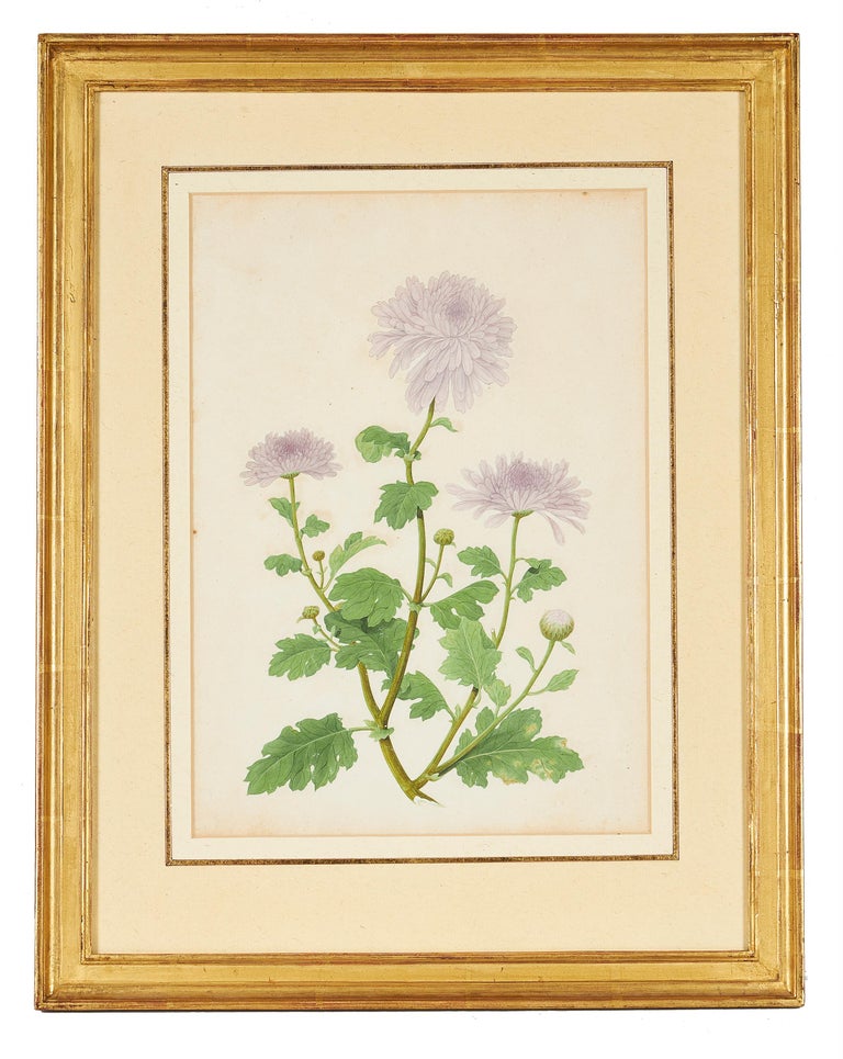 Set of Three Late 18th Century Chinese Botanical Watercolours For Sale 1