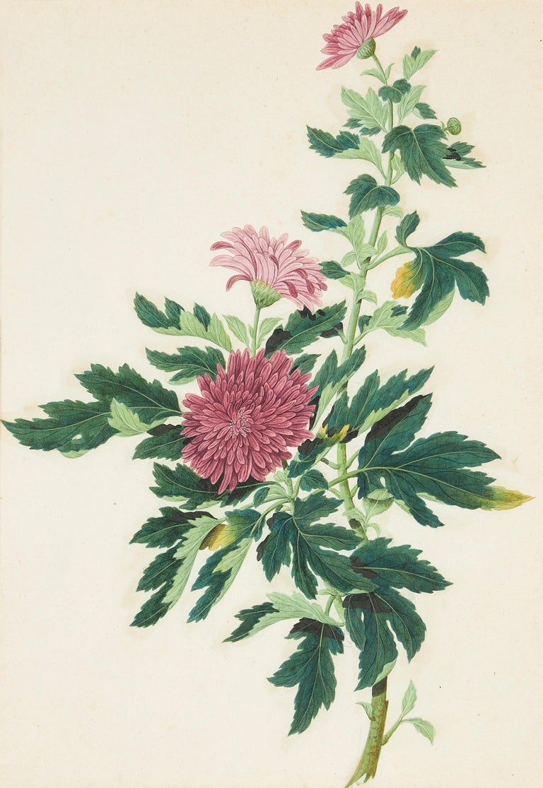 Three Chinese botanical watercolors, each depicting flowering dahlias, circa 1790-1800, watercolor on paper, one pink, one yellow and one light purple, individually framed.

Provenance: From the collection of Sir Joseph Banks (1743-1820) Bt, KCB,