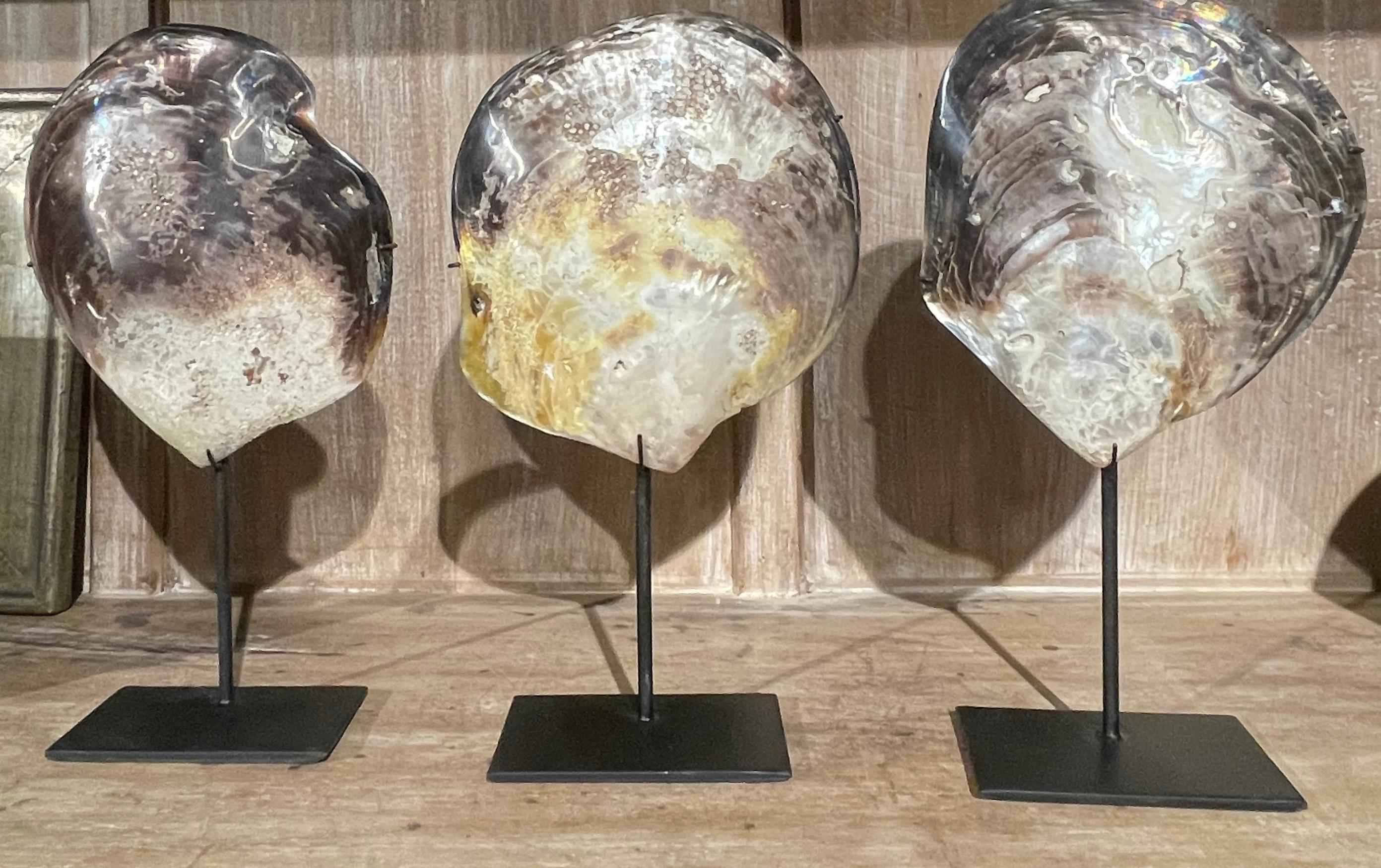Set Of Three Mollusk Shells On Stands Sculptures, Indonesian, Contemporary For Sale 3