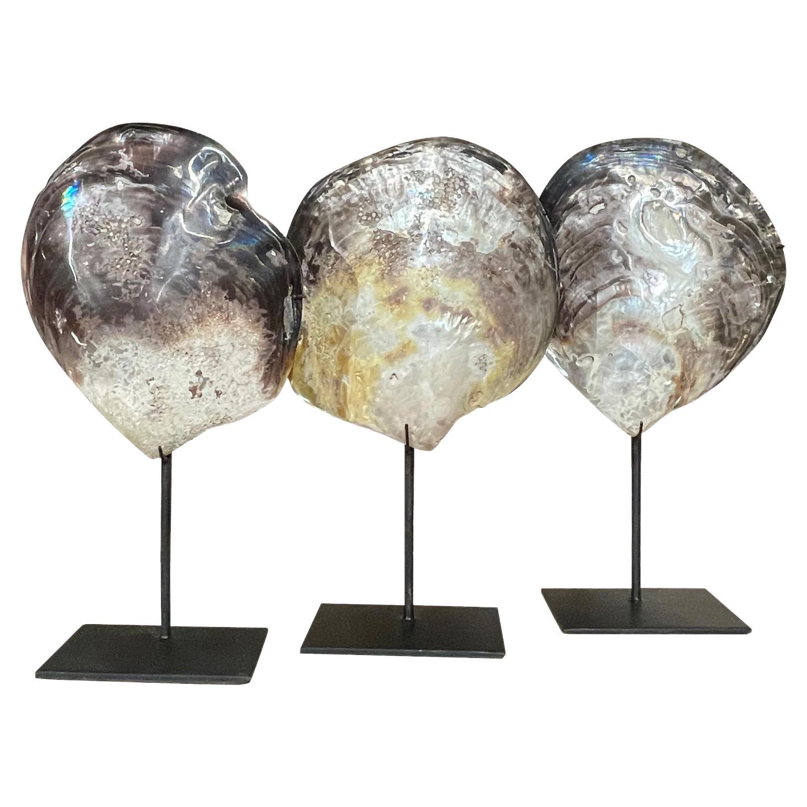 Set Of Three Mollusk Shells On Stands Sculptures, Indonesian, Contemporary For Sale