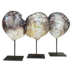 Ensemble de trois coquilles de mollusques sur stand Sculptures, indonésiennes, contemporaines