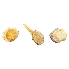 Set di tre punte di corno naturale e accessori da scrivania in ottone