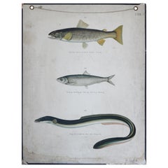 Old School Chart, Fish Species, 1960s