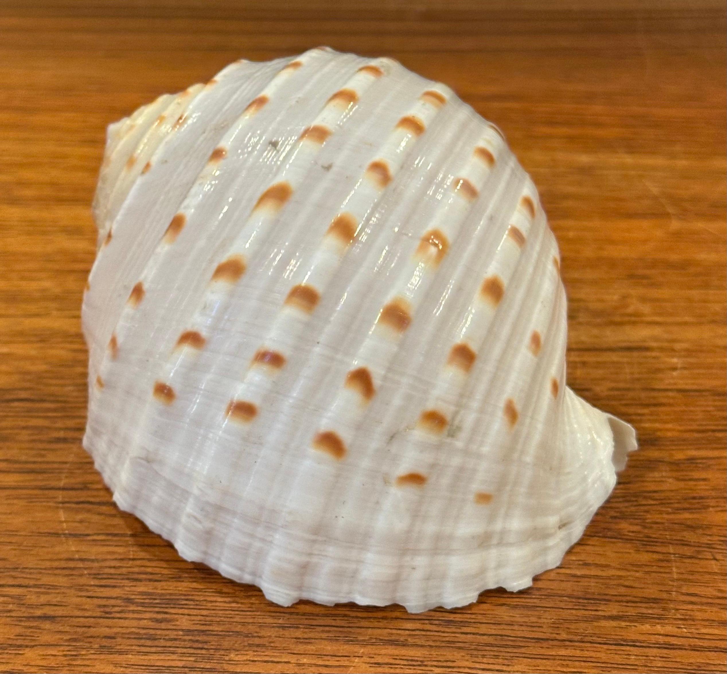 Set of Three Organic Sculptural Sea Shells on Lucite Stands For Sale 4