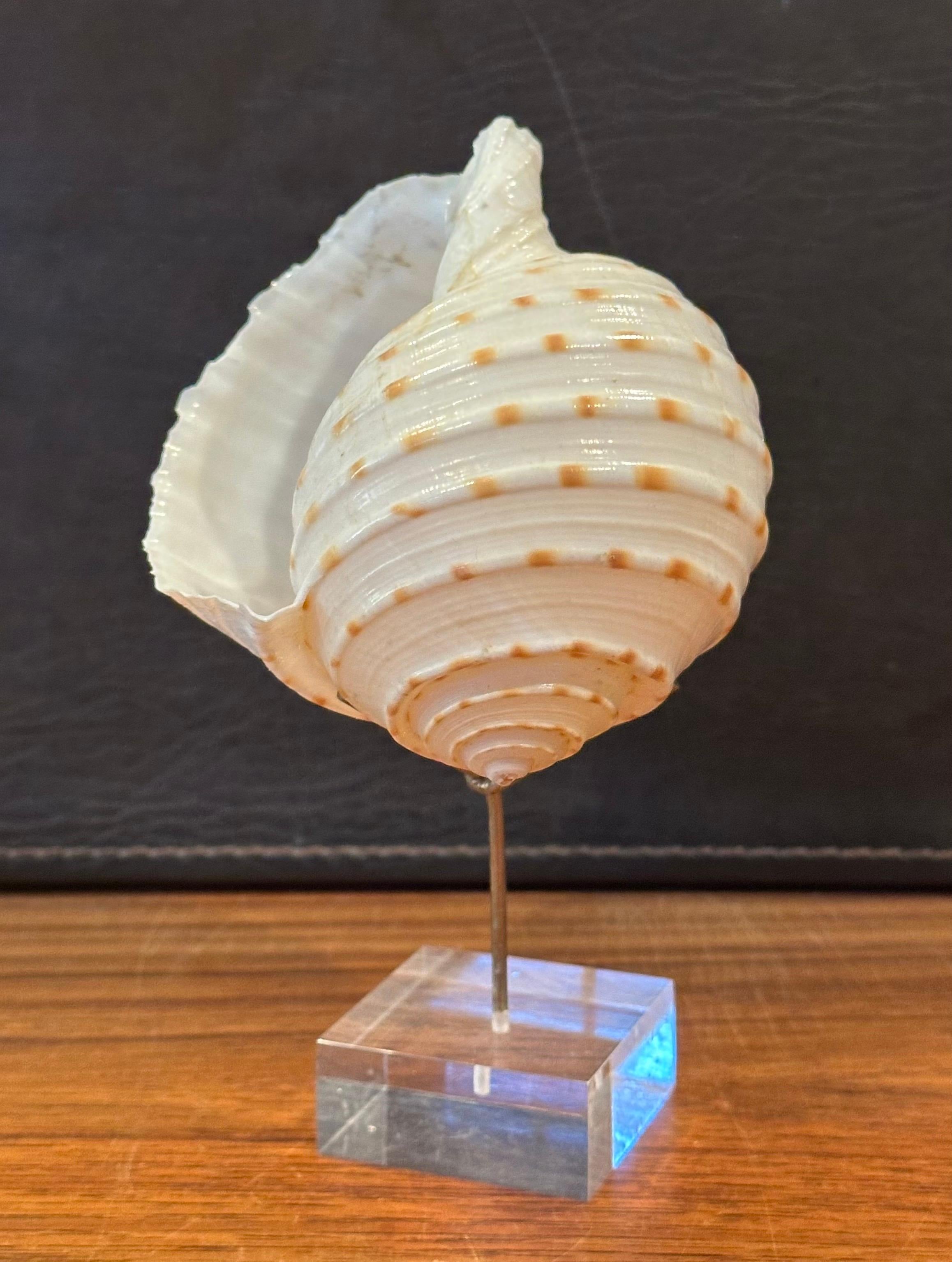 Set of Three Organic Sculptural Sea Shells on Lucite Stands For Sale 5