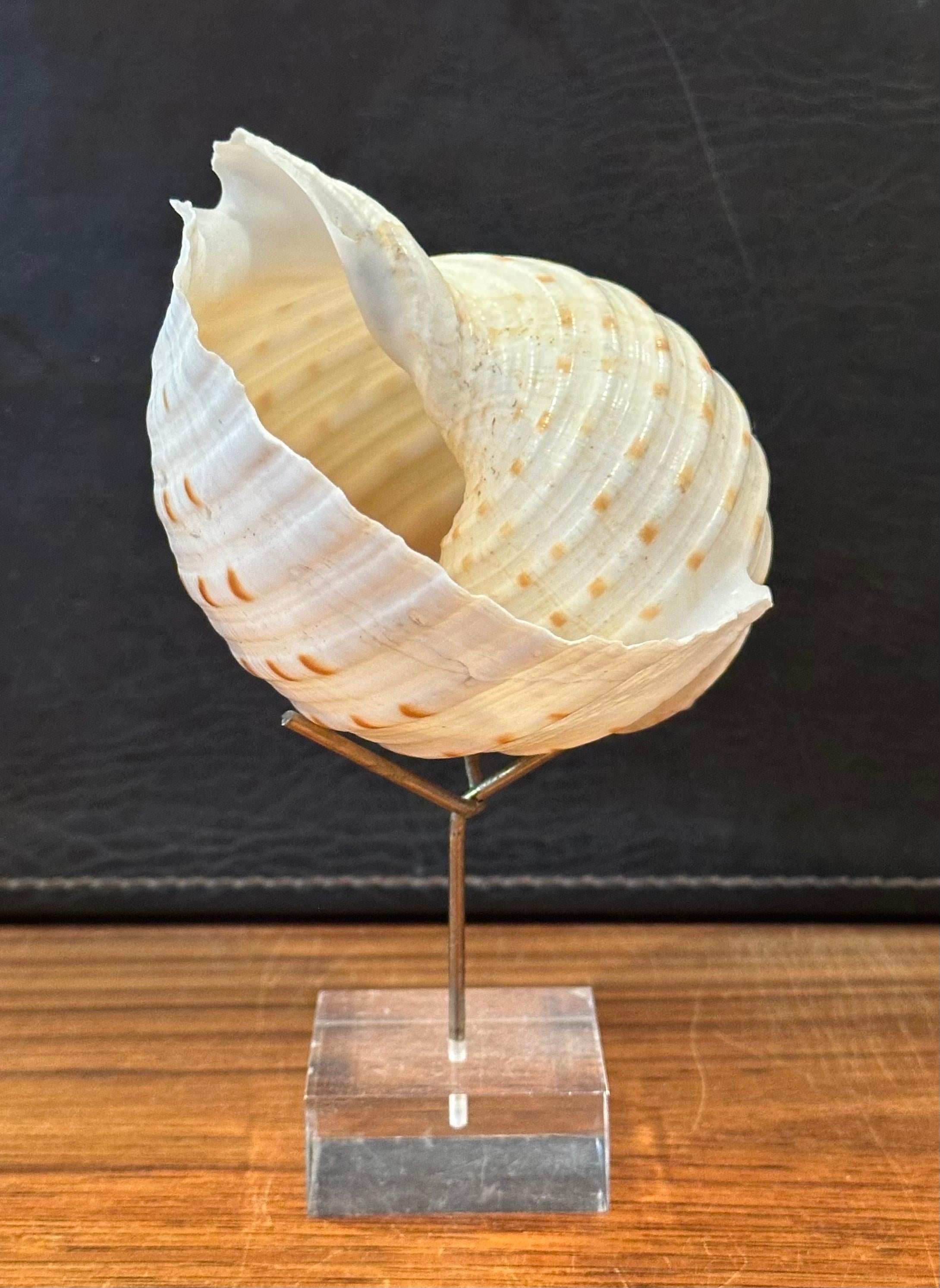 Set of Three Organic Sculptural Sea Shells on Lucite Stands For Sale 6