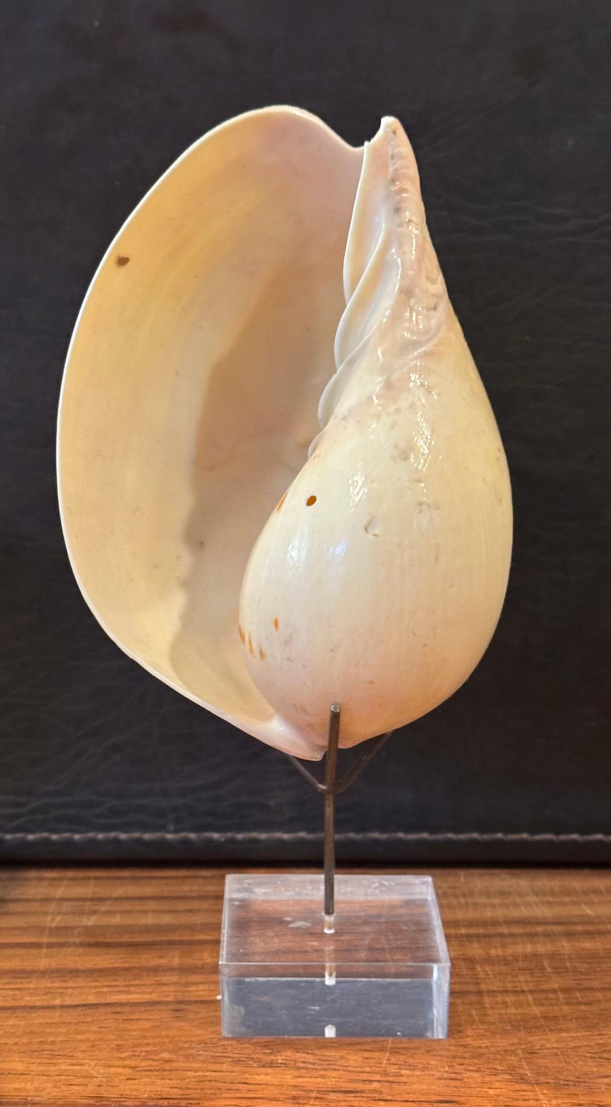Set of Three Organic Sculptural Sea Shells on Lucite Stands For Sale 7