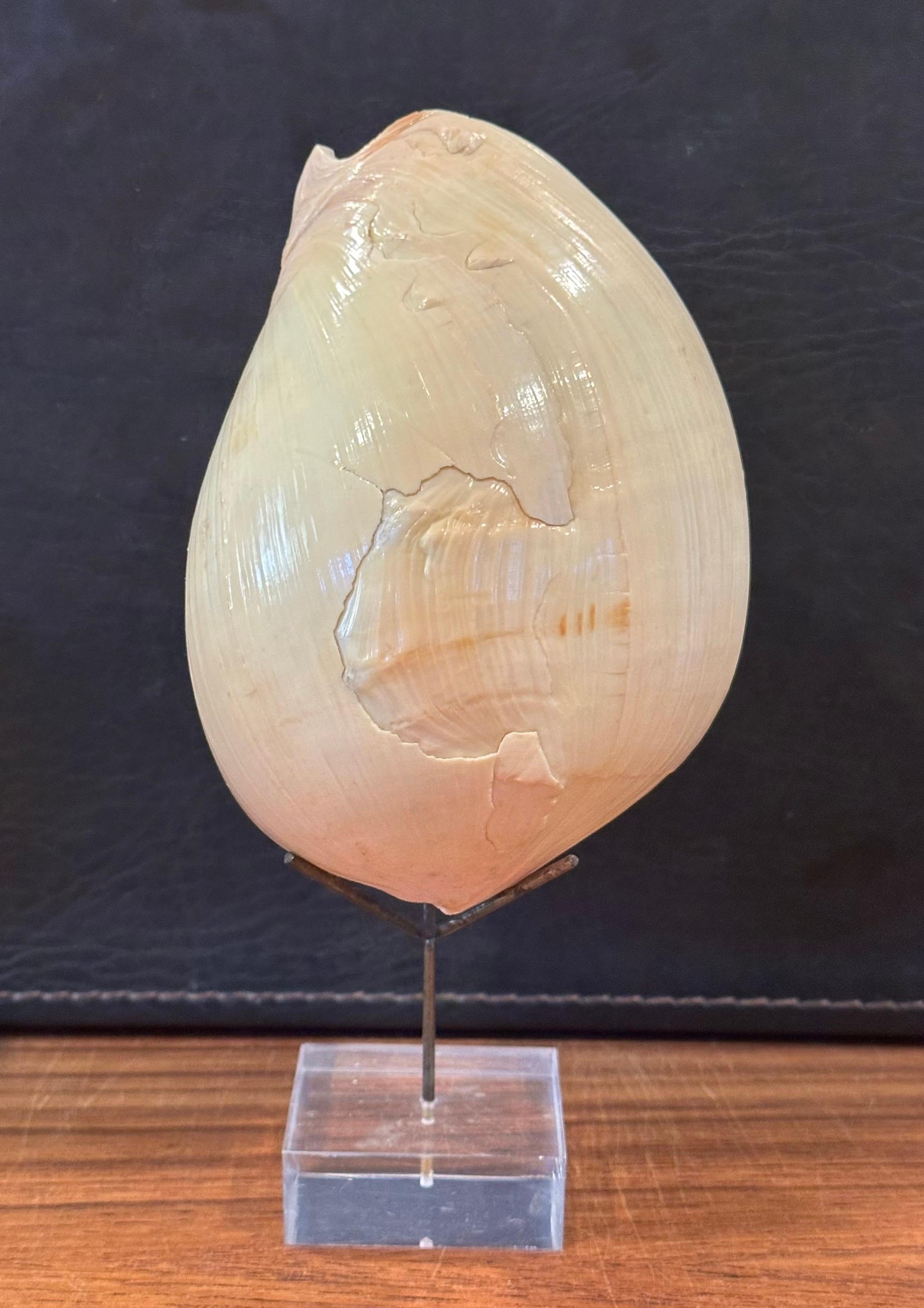 Set of Three Organic Sculptural Sea Shells on Lucite Stands For Sale 8