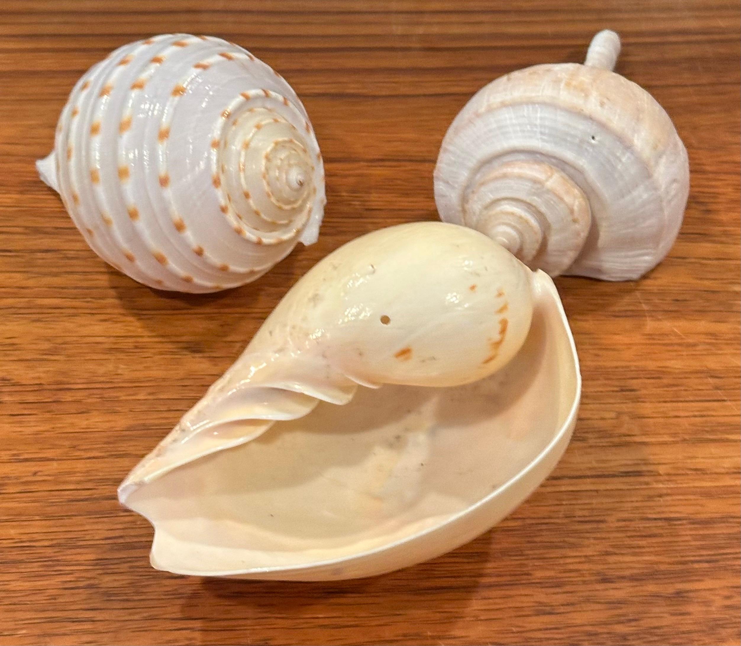 Set of Three Organic Sculptural Sea Shells on Lucite Stands For Sale 9
