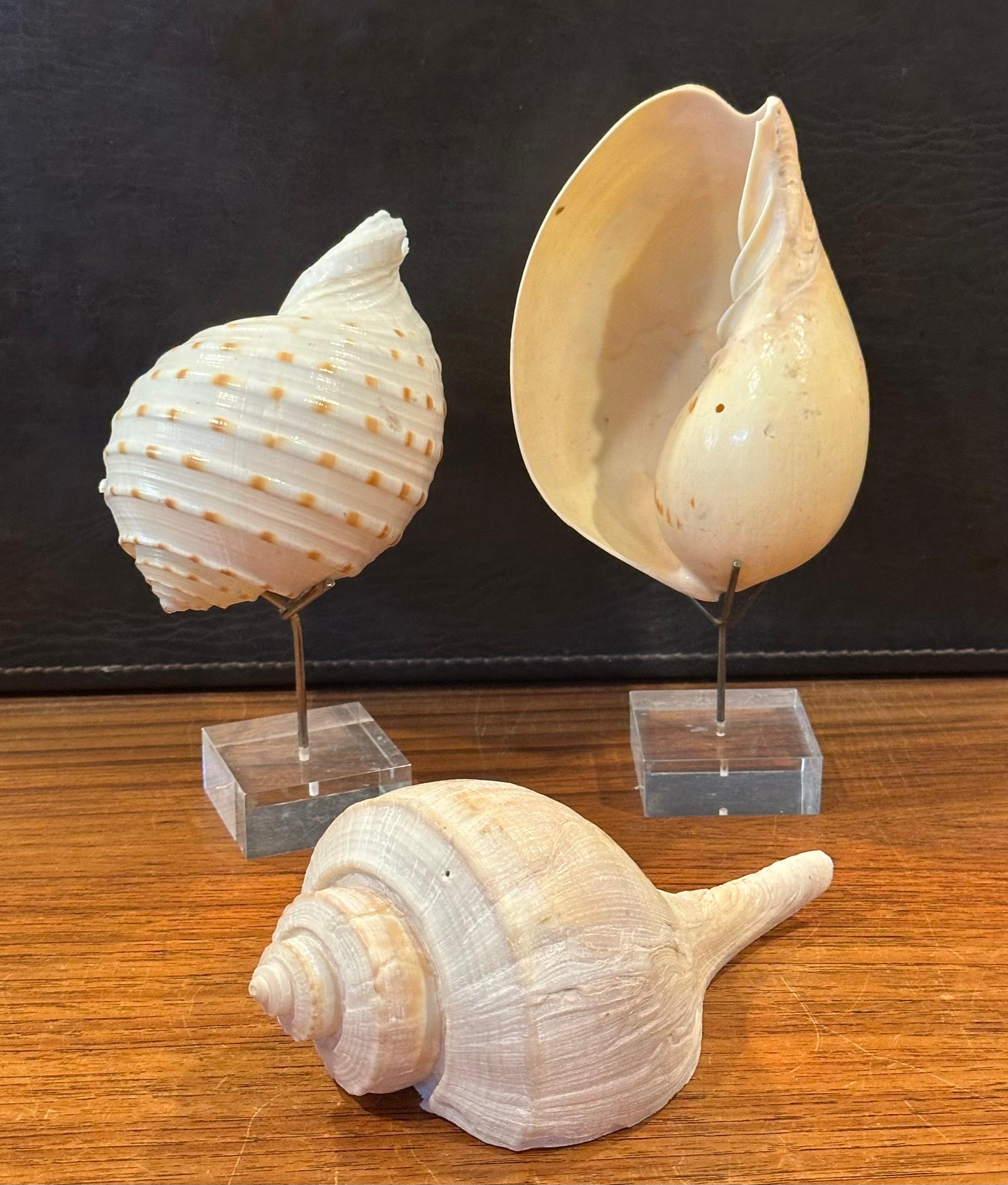Set of Three Organic Sculptural Sea Shells on Lucite Stands For Sale 10