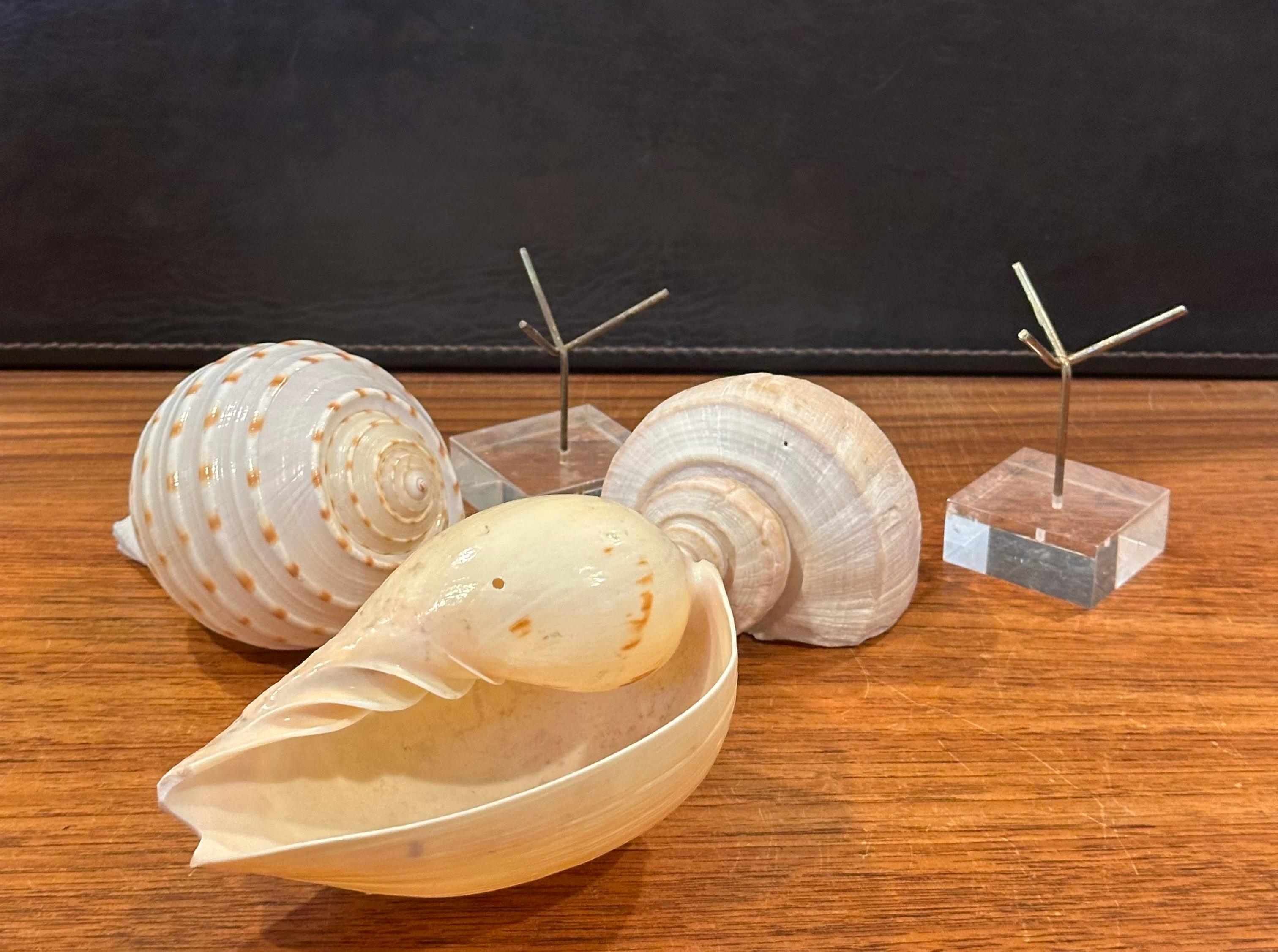Set of Three Organic Sculptural Sea Shells on Lucite Stands For Sale 11