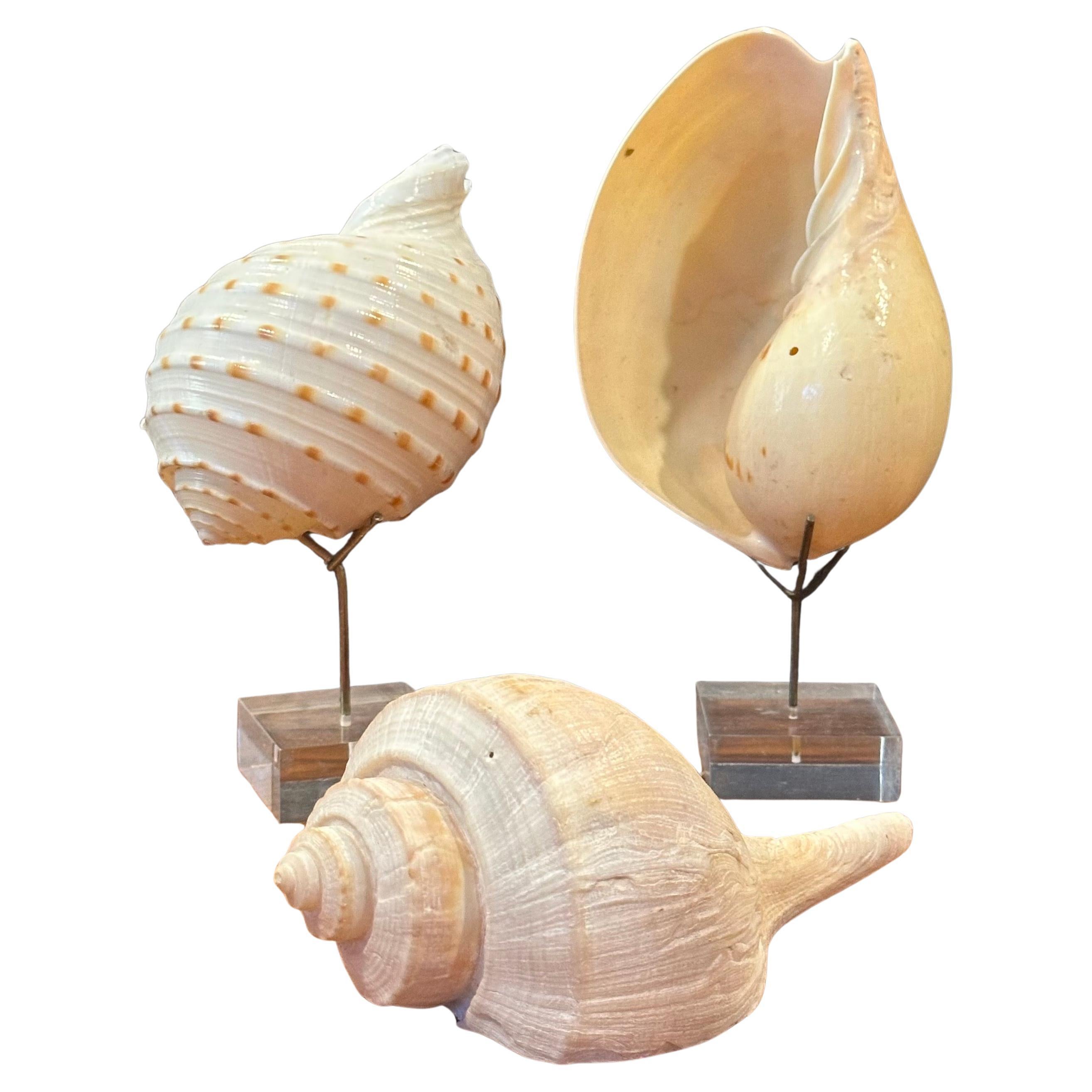 Set of Three Organic Sculptural Sea Shells on Lucite Stands For Sale 12