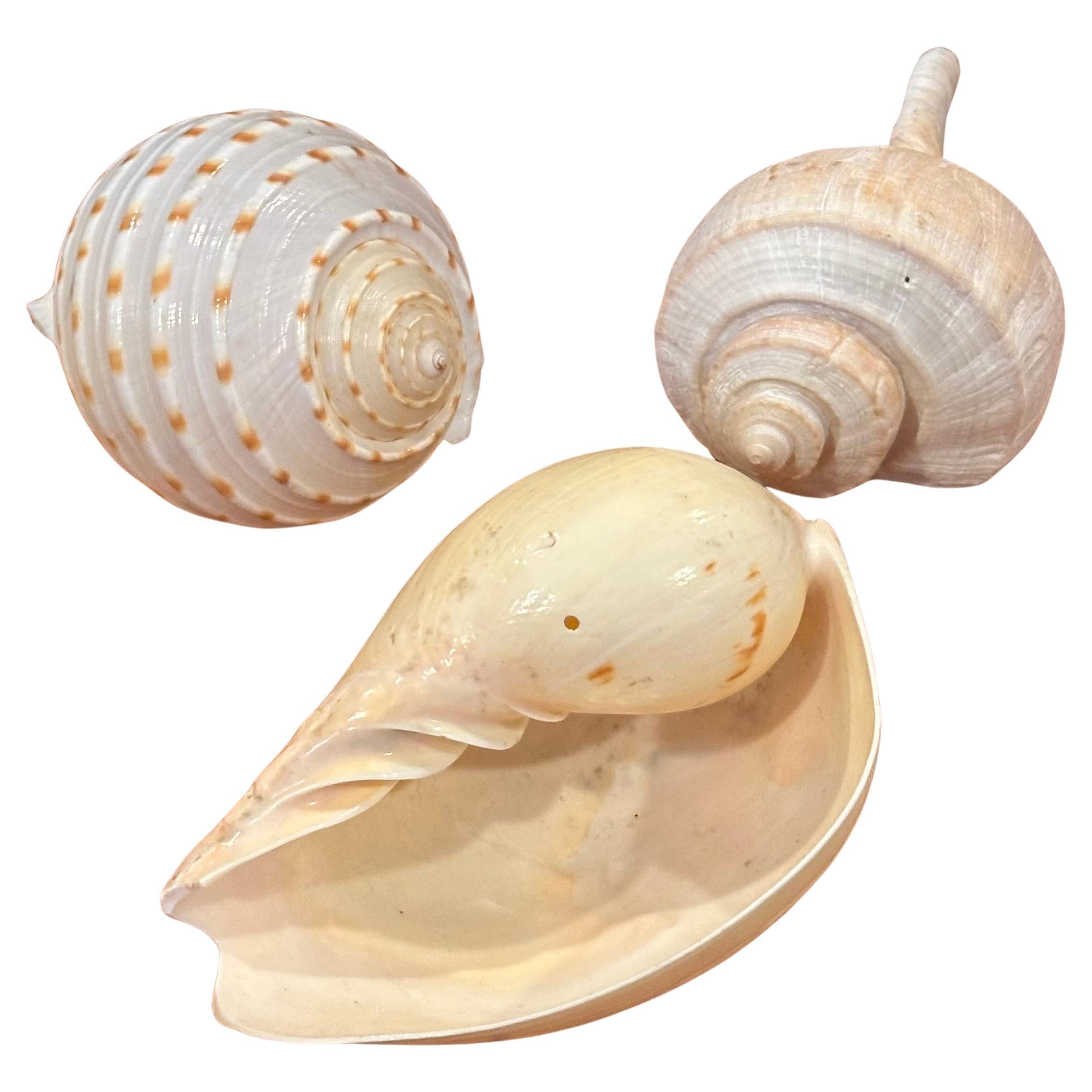 A beautiful set of three organic sculptural sea shells with two lucite stands, circa 1980s. The shells are in very good condition and make a great decorative set.   #4486