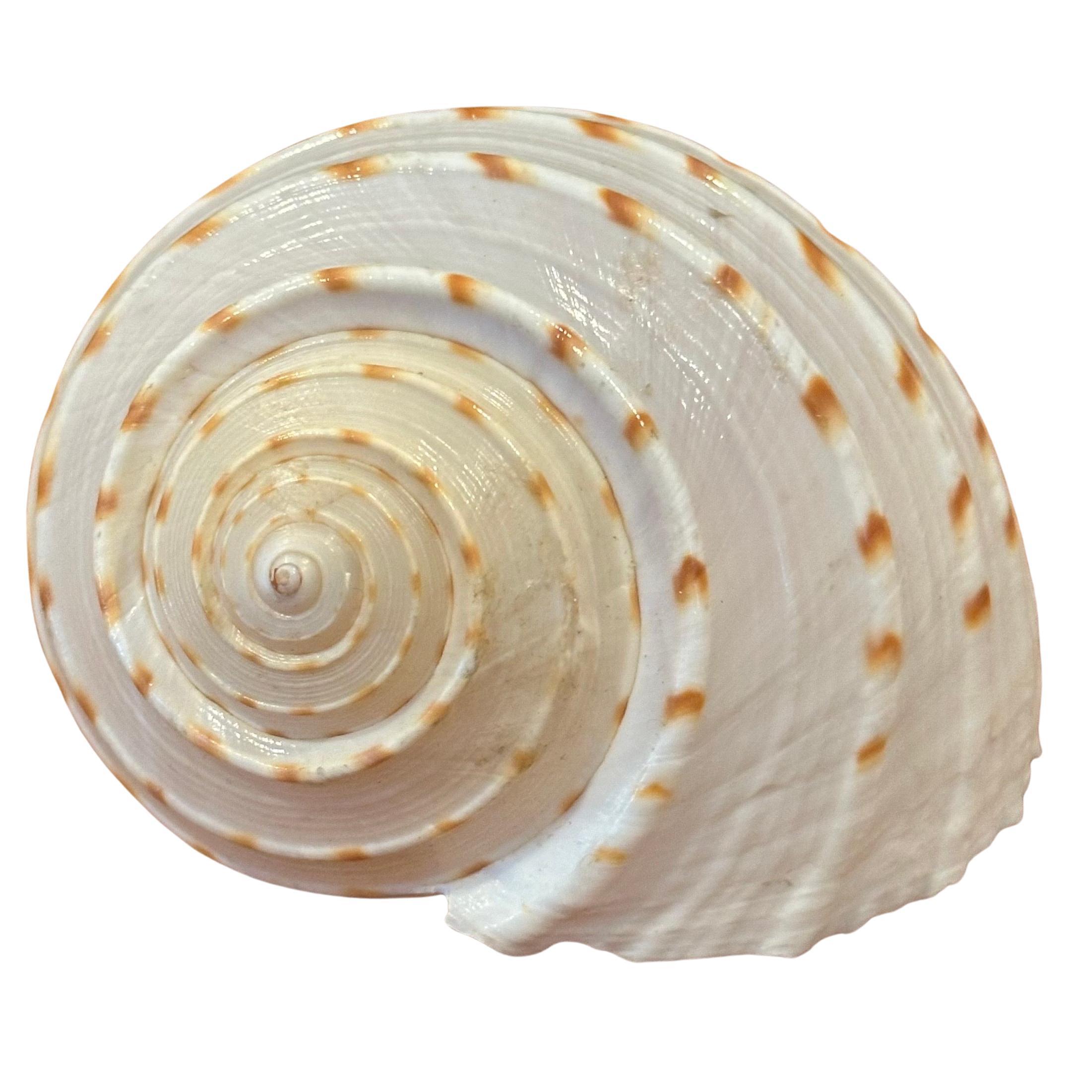 Hollywood Regency Set of Three Organic Sculptural Sea Shells on Lucite Stands For Sale