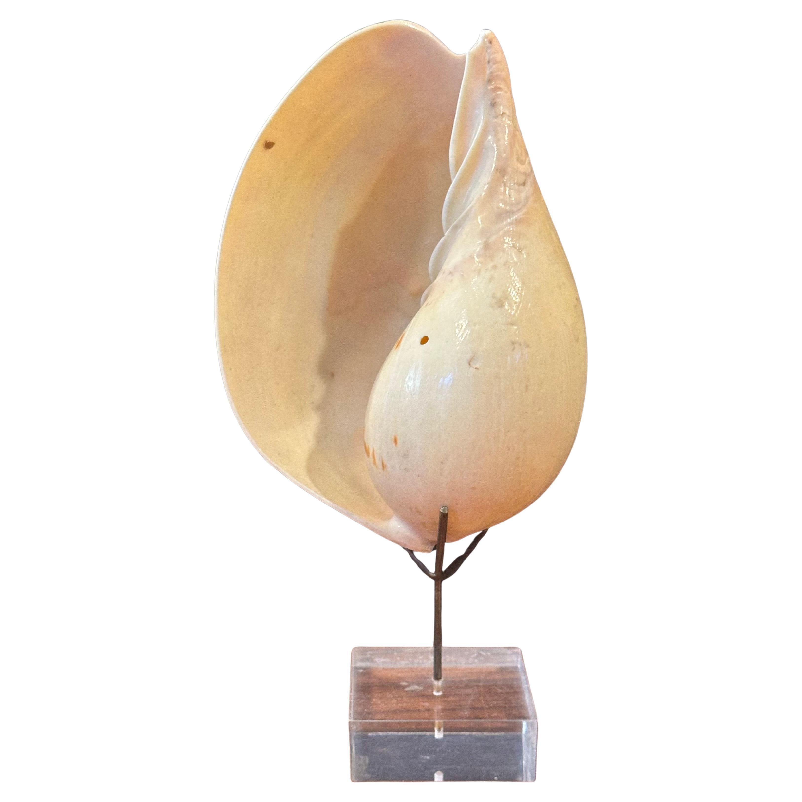 Set of Three Organic Sculptural Sea Shells on Lucite Stands In Good Condition For Sale In San Diego, CA