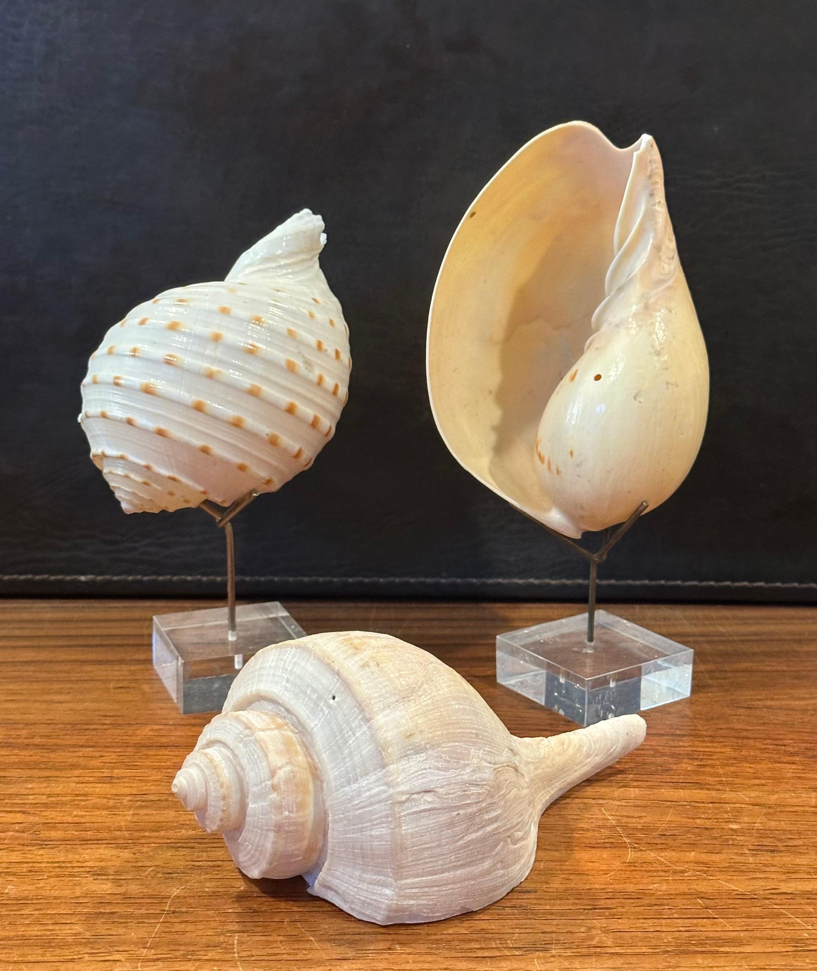 20th Century Set of Three Organic Sculptural Sea Shells on Lucite Stands For Sale