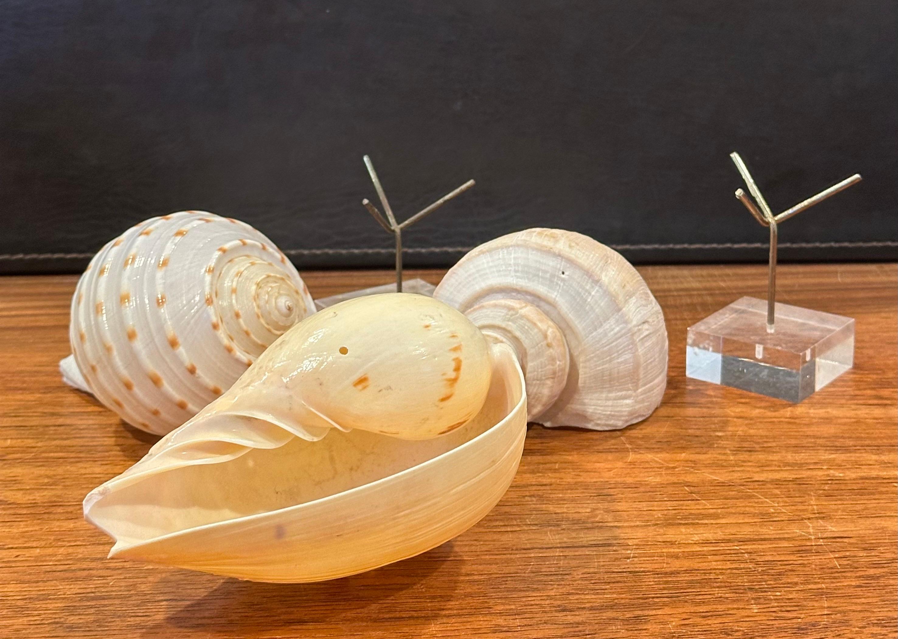 Set of Three Organic Sculptural Sea Shells on Lucite Stands For Sale 1